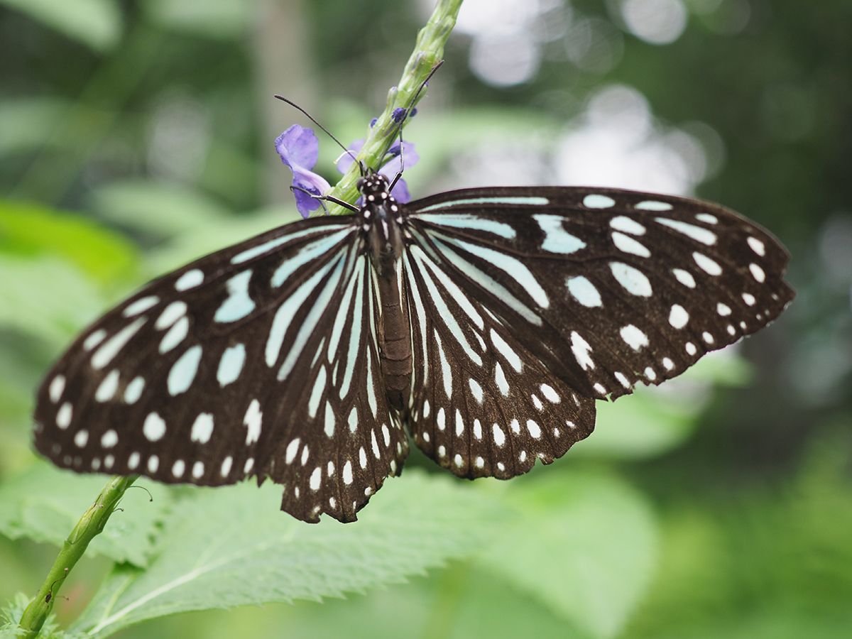 メーカー希望小売価格 OLYMPUS オリンパス M.ZUIKO ED 30mm f3.5 Macro