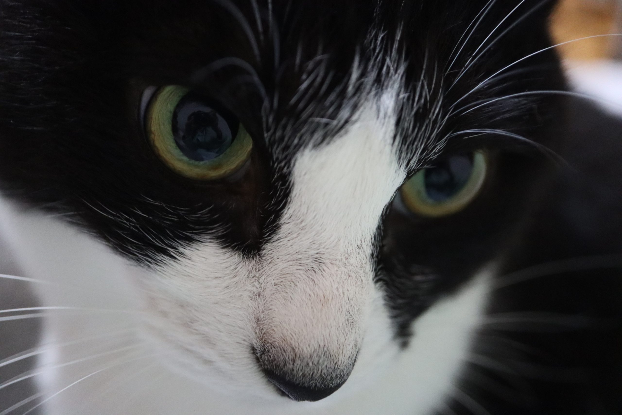 【Canon】マクロで愛猫撮影