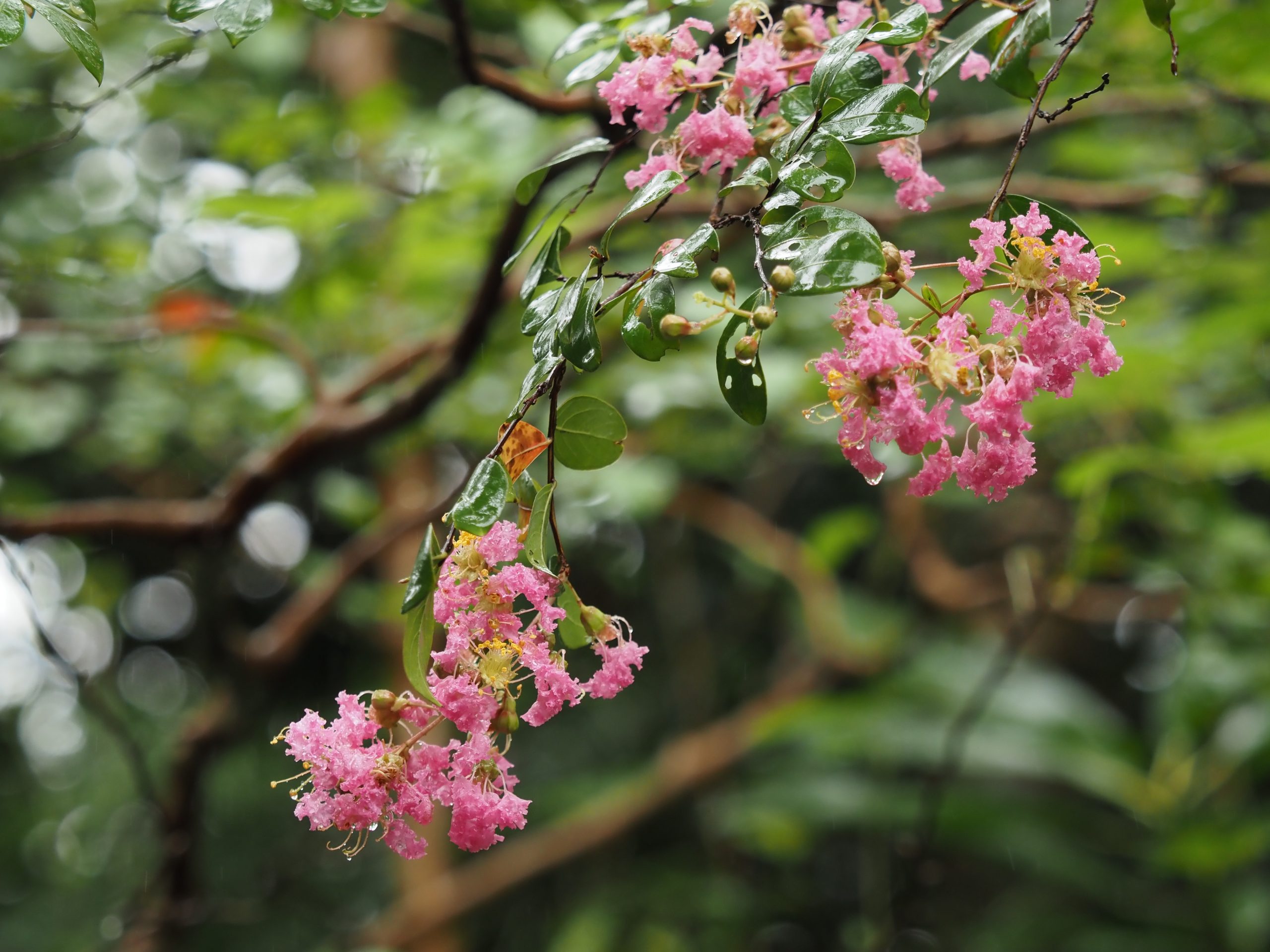 【OLYMPUS】レンズの衣替え M.ZUIKO DIGITAL ED 40-150mm F2.8 PRO