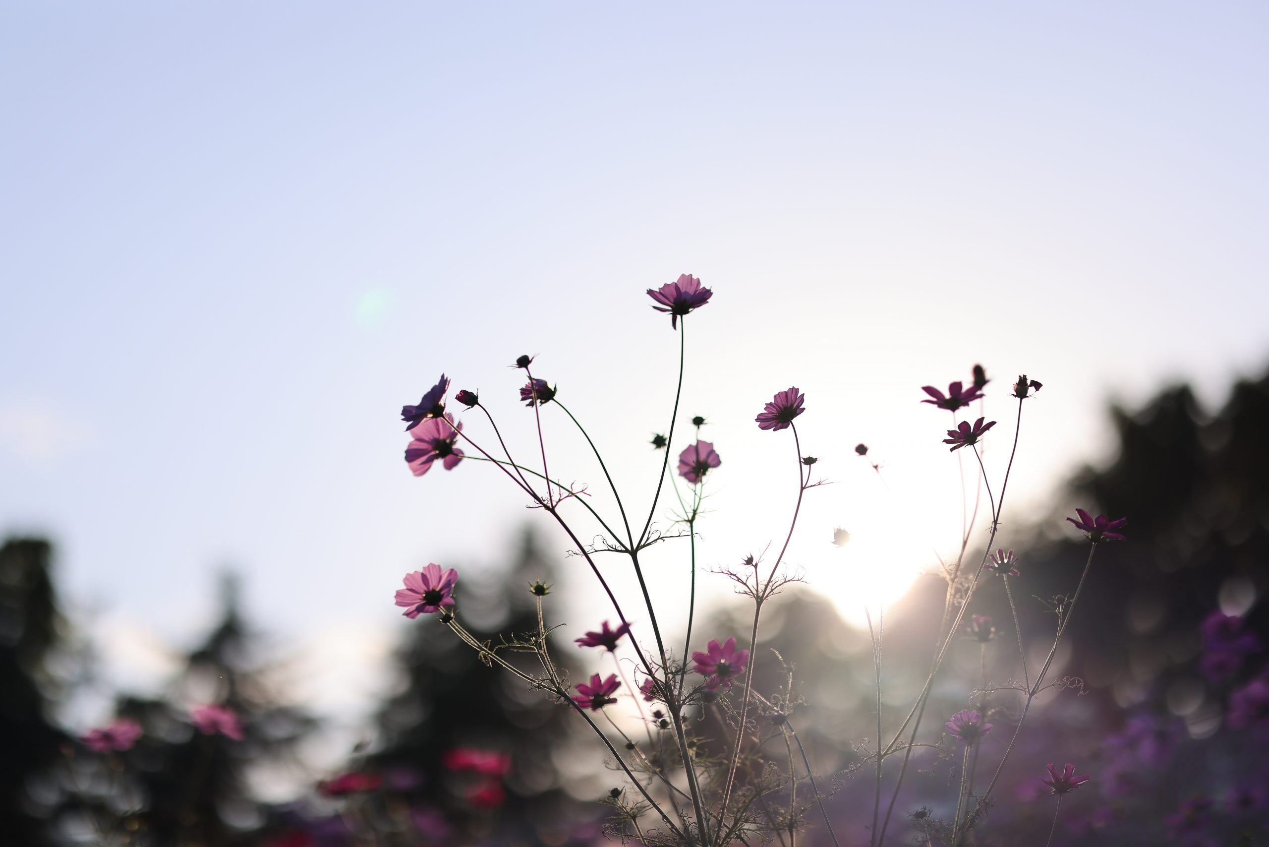 【Go To フォト】Canon 最新ミラーレスカメラとレンズで撮る秋桜