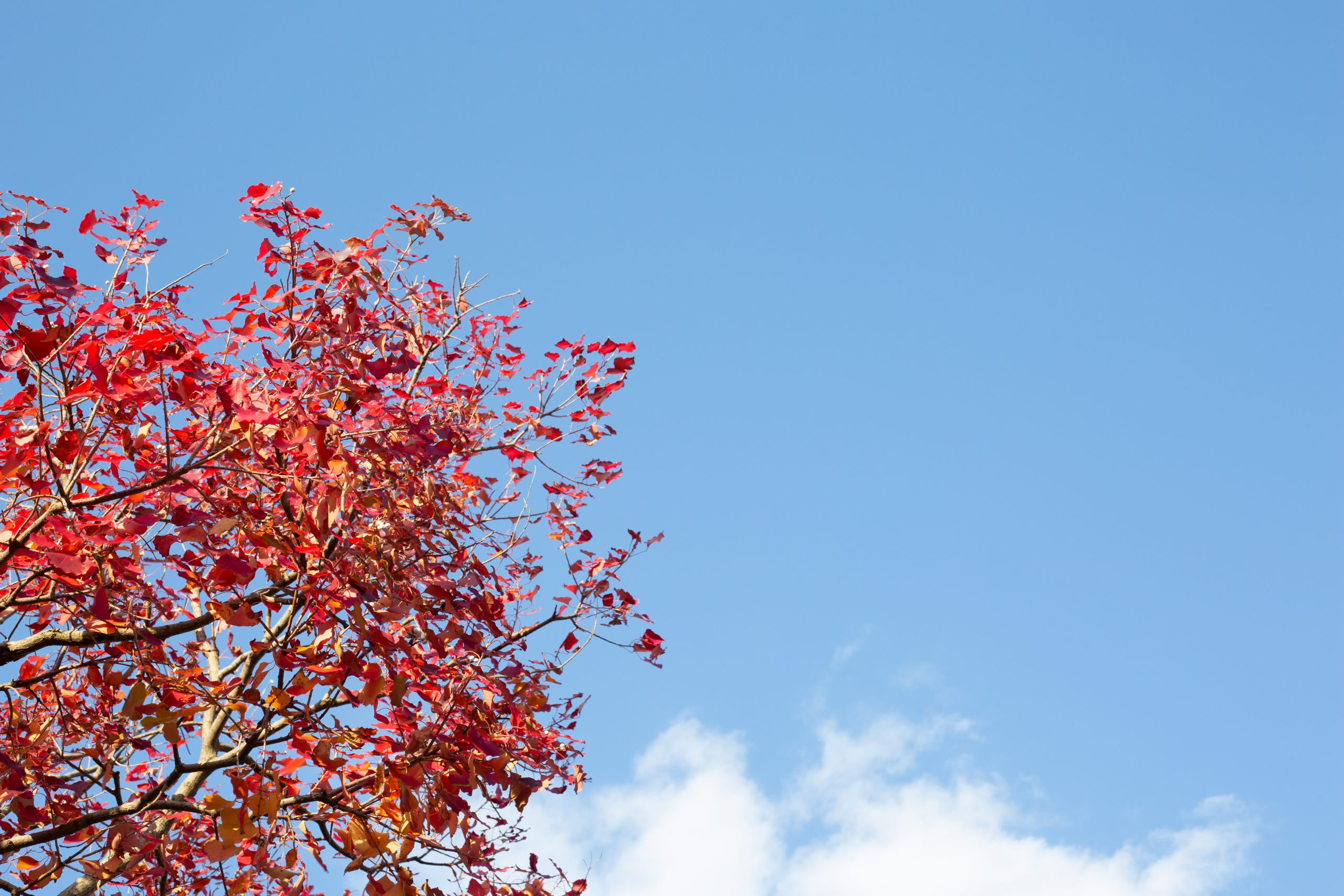 【Go To フォト】EF50mm F1.8 STMと散歩