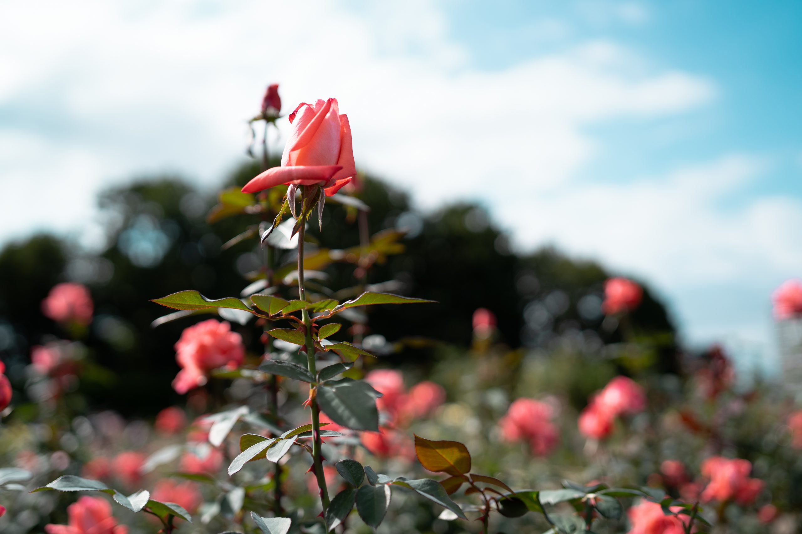 【SONY】Batisで撮る秋薔薇