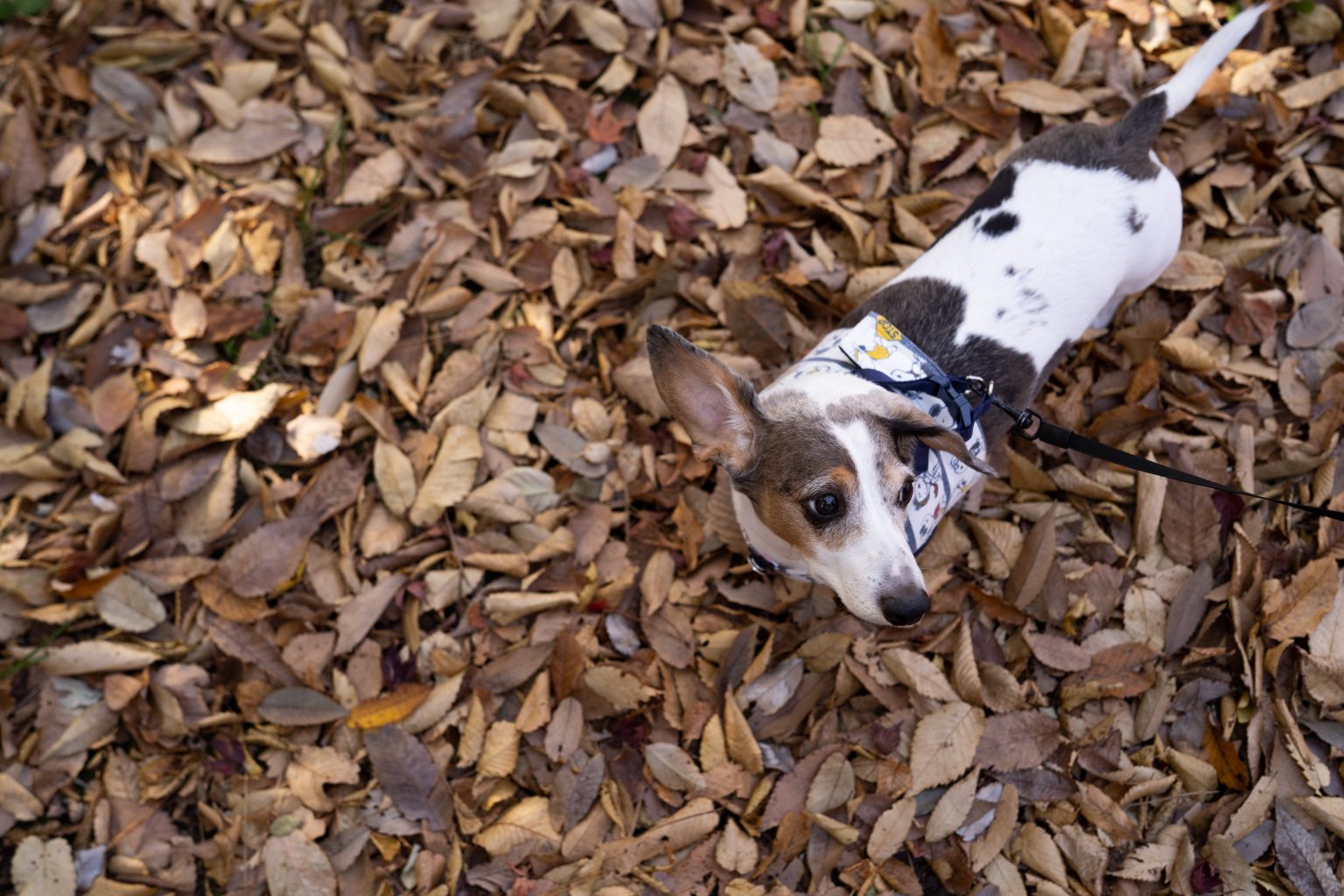 【SONY】カールツァイスと一緒に「紅葉」と「犬散歩」