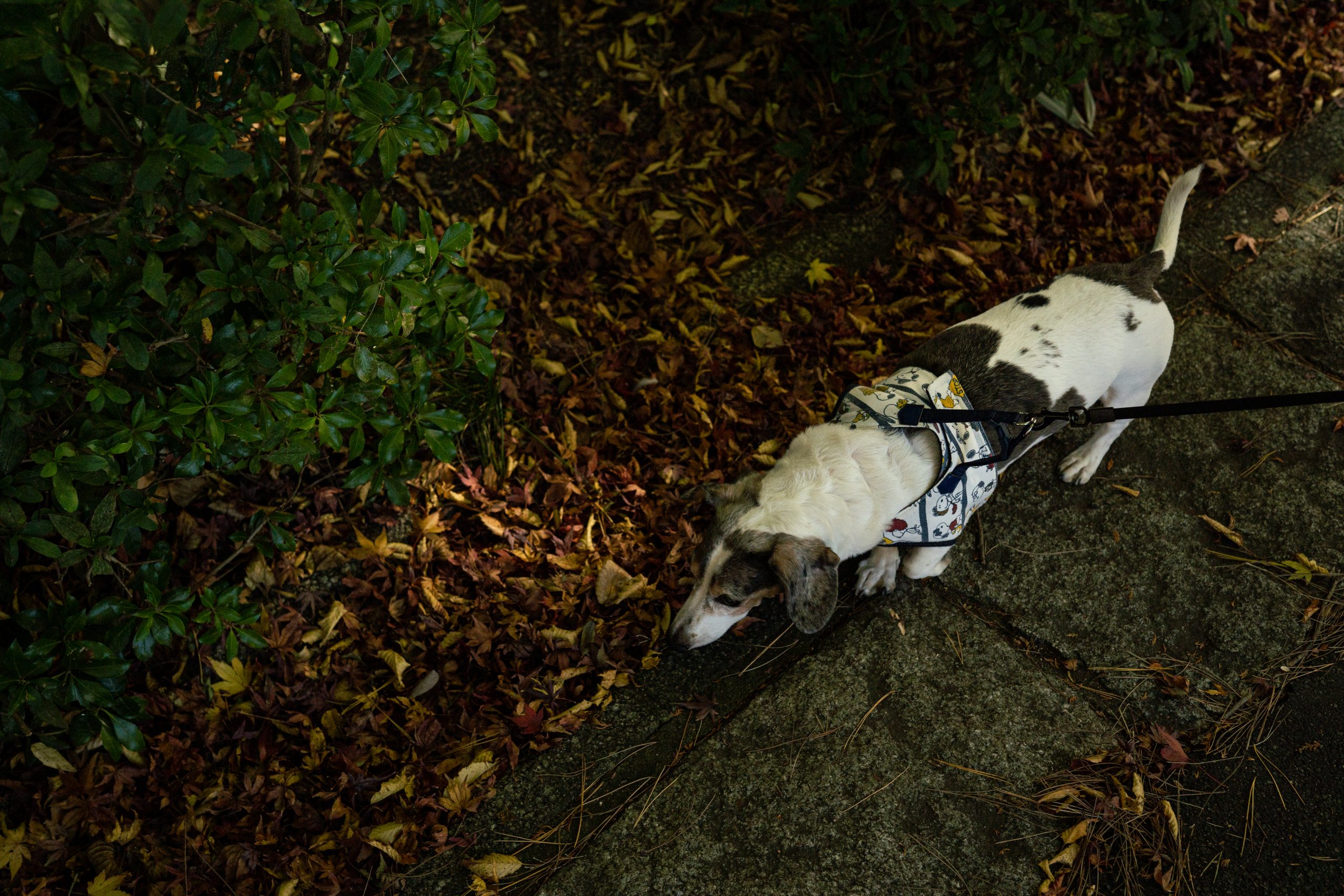 Sony カールツァイスと一緒に 紅葉 と 犬散歩 The Map Times