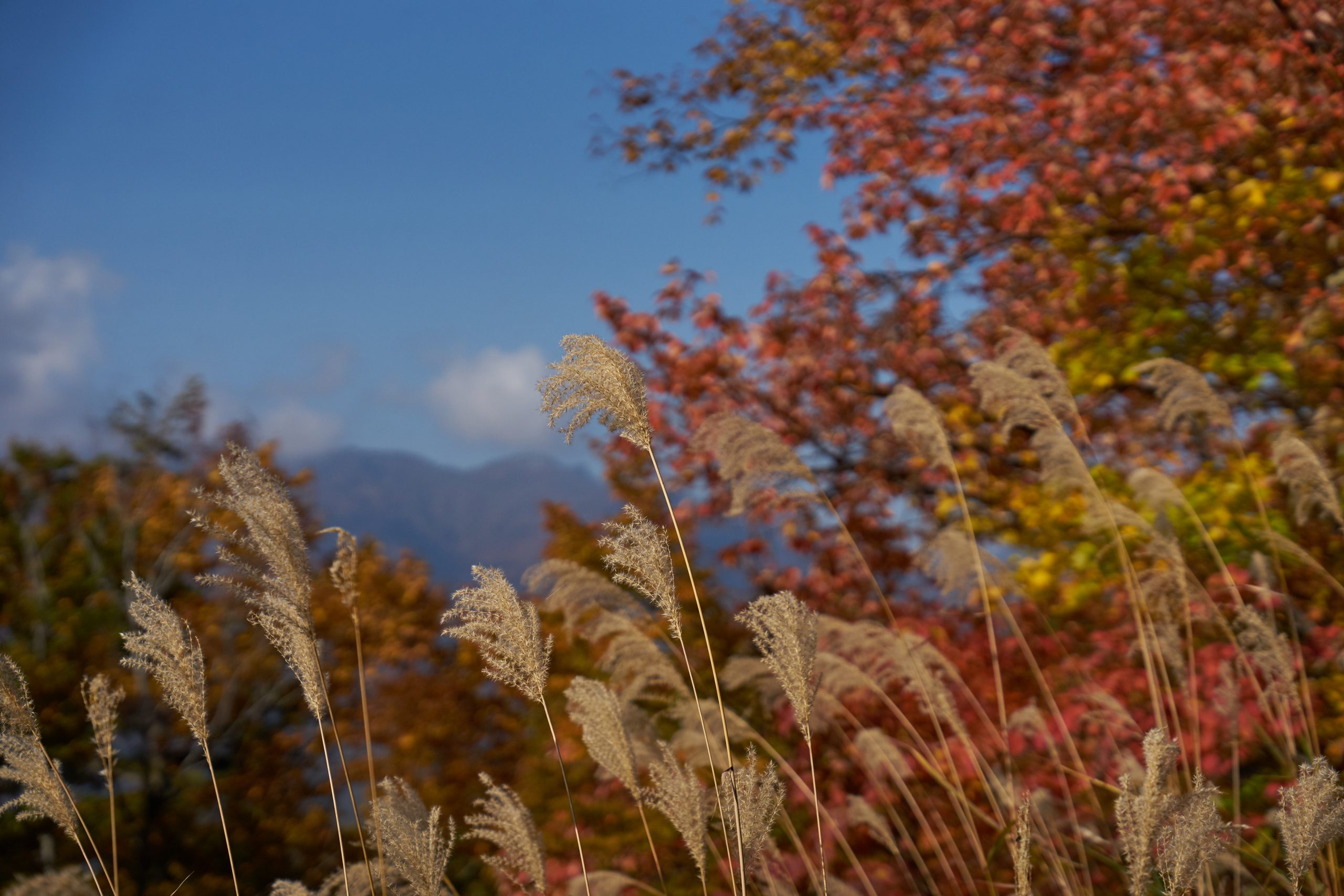 【Go To フォト】α7Ⅱと中日本旅行