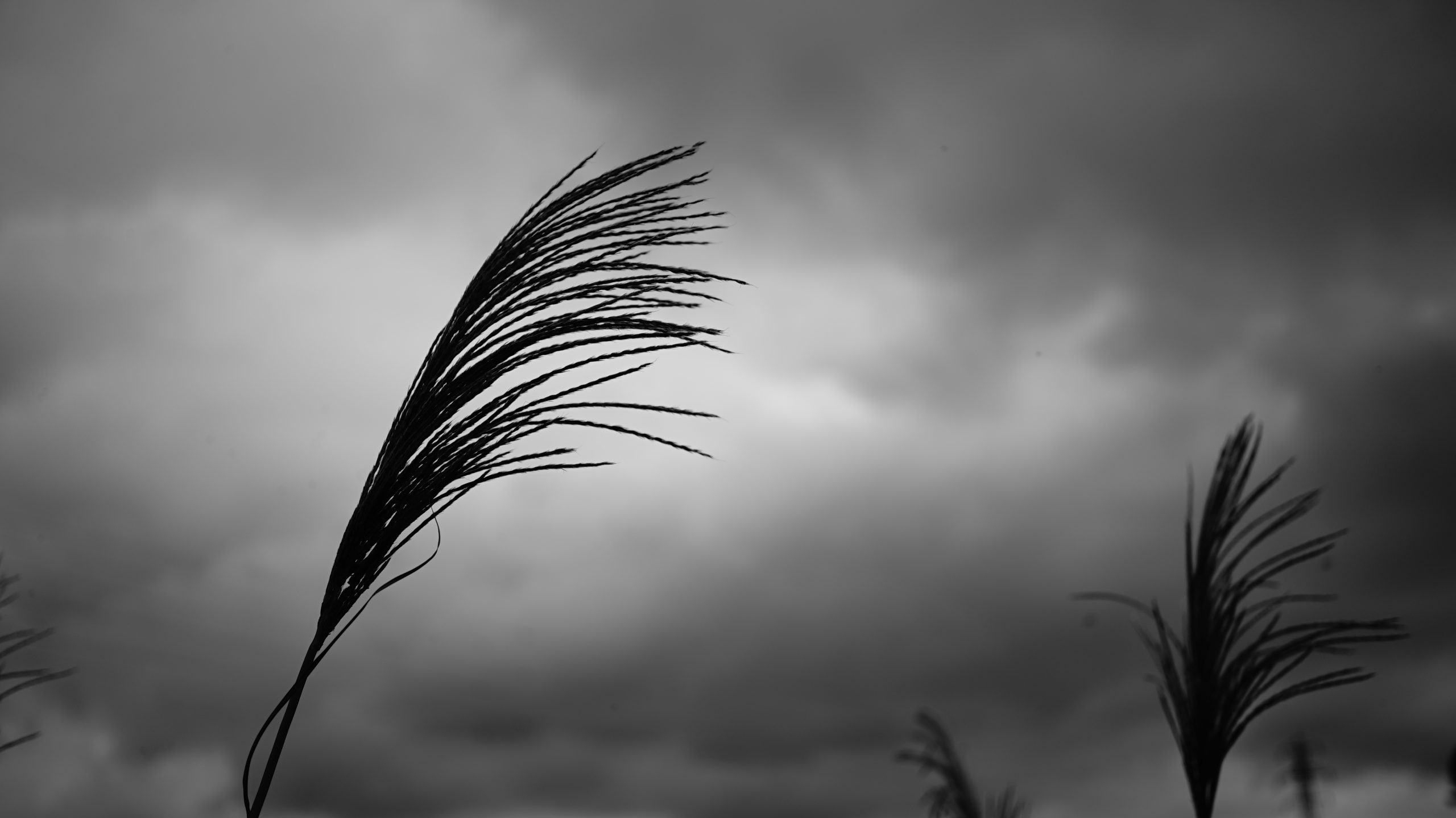 【Go To フォト】α7S・SEL35F28Zと共に川辺へ。