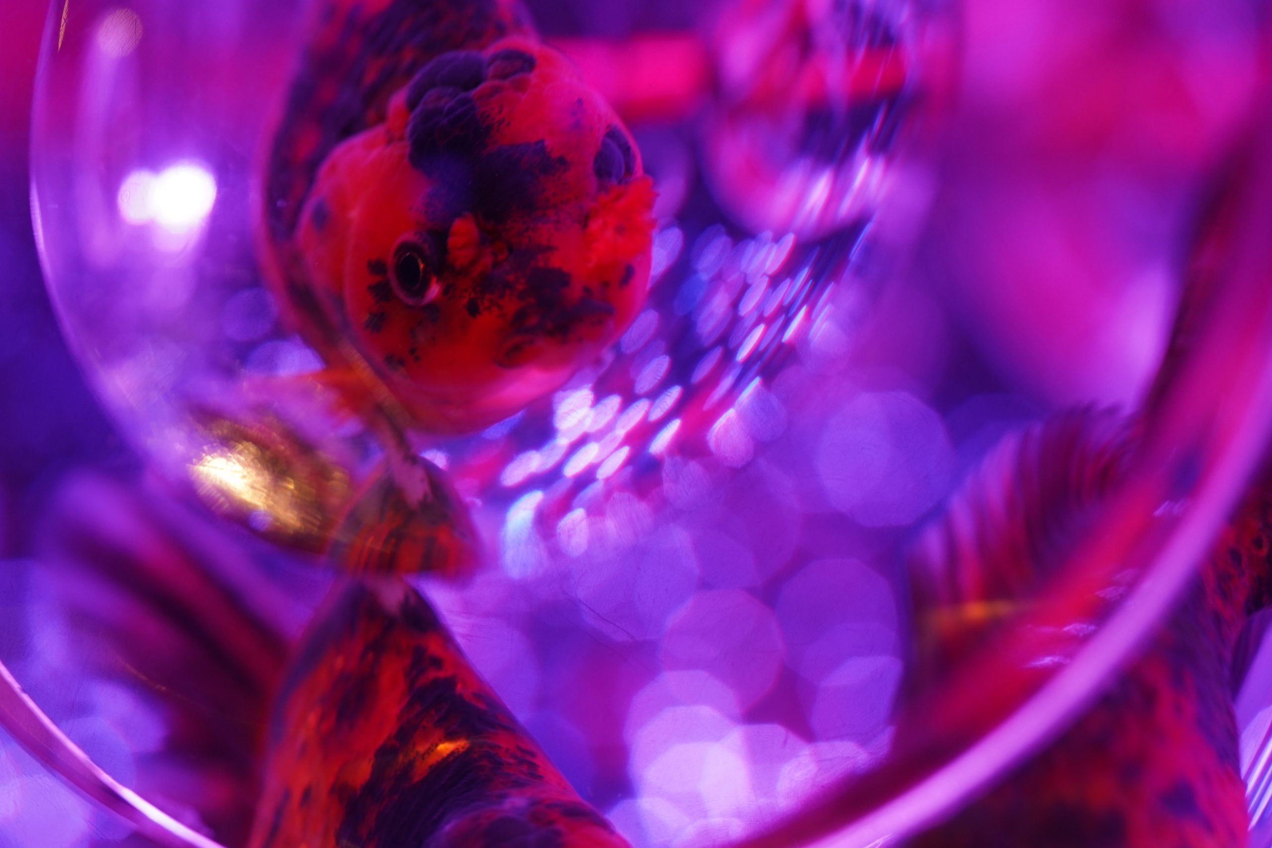 【Go To フォト】α7C・MACRO APO-LANTHARでART AQUARIUMへ