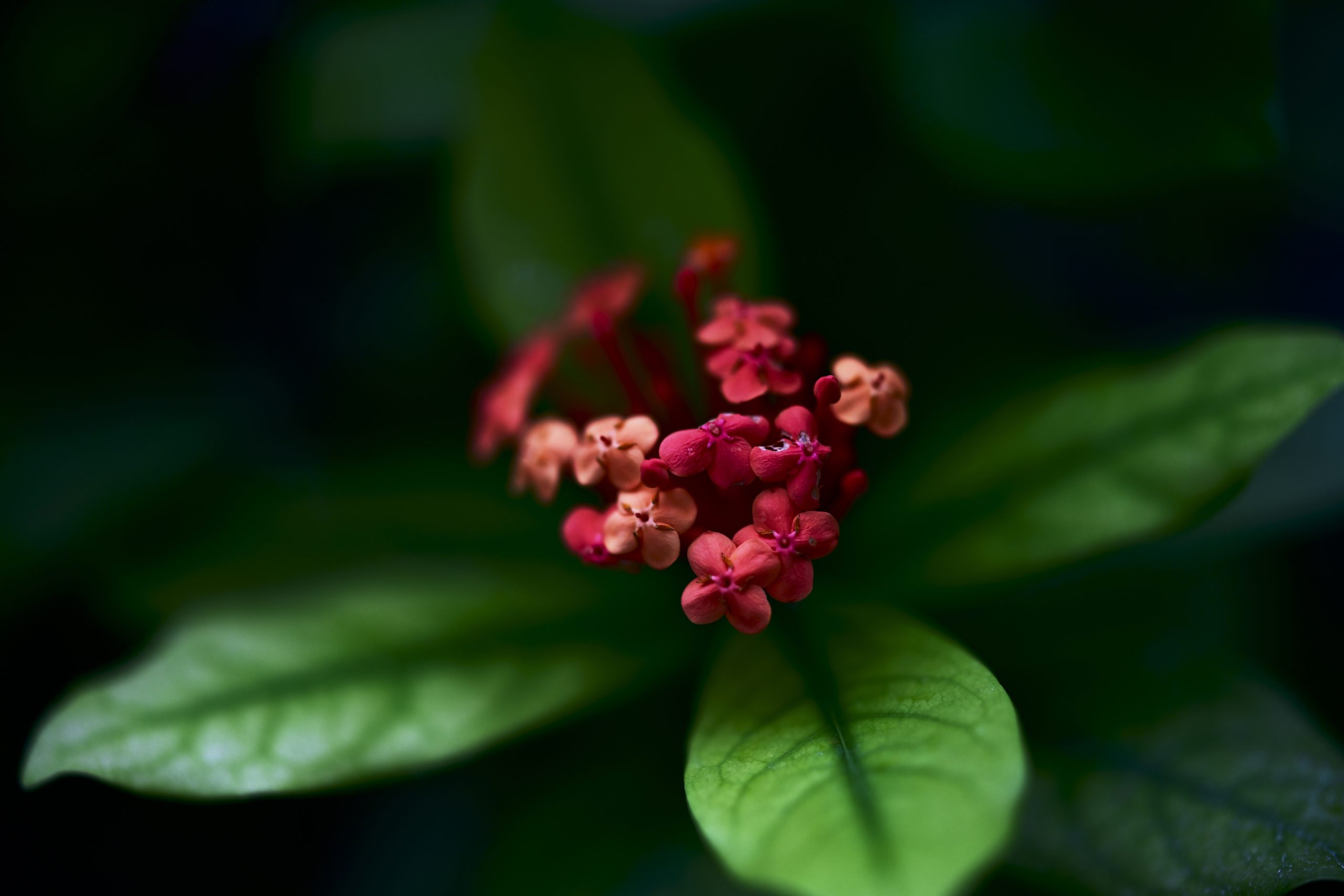 【Nikon】Z7II×Z58mm F0.95 S Noct 魅惑の植物撮影