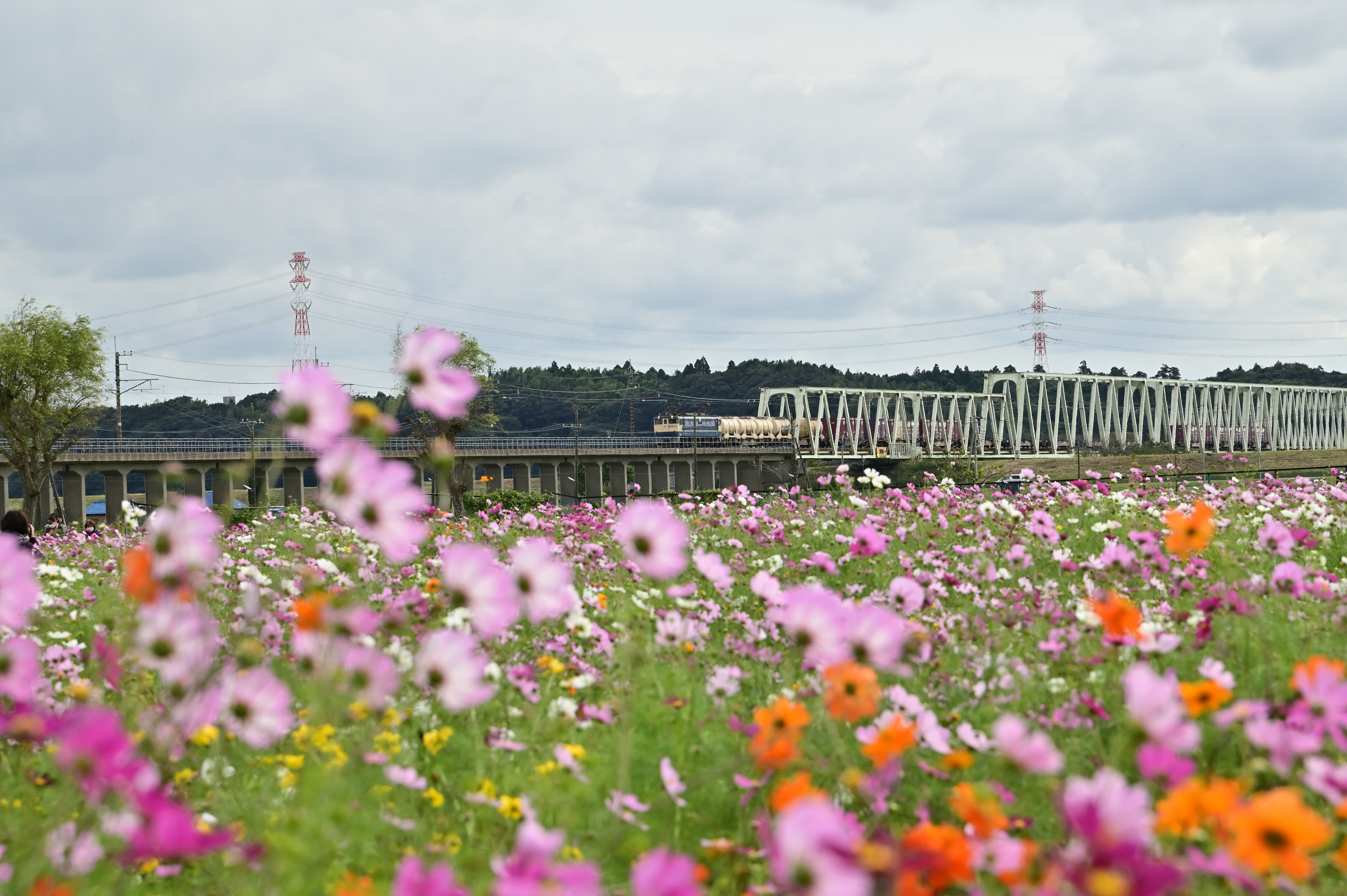 コスモス風景6号サイズ Go To フォト】電車とコスモス D780を持って与田浦へ | THE MAP