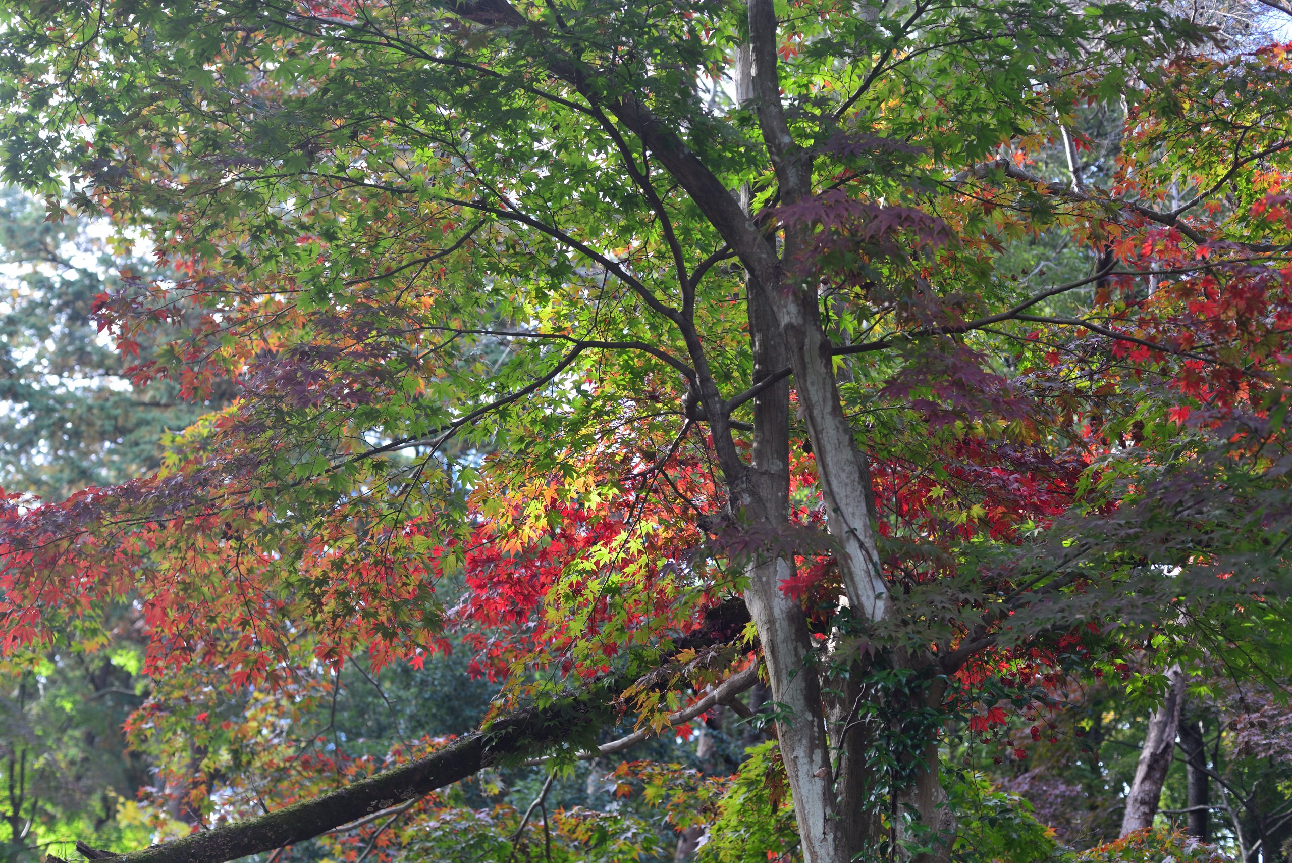 【Go To フォト】Nikon レンズで Go Hiking !!