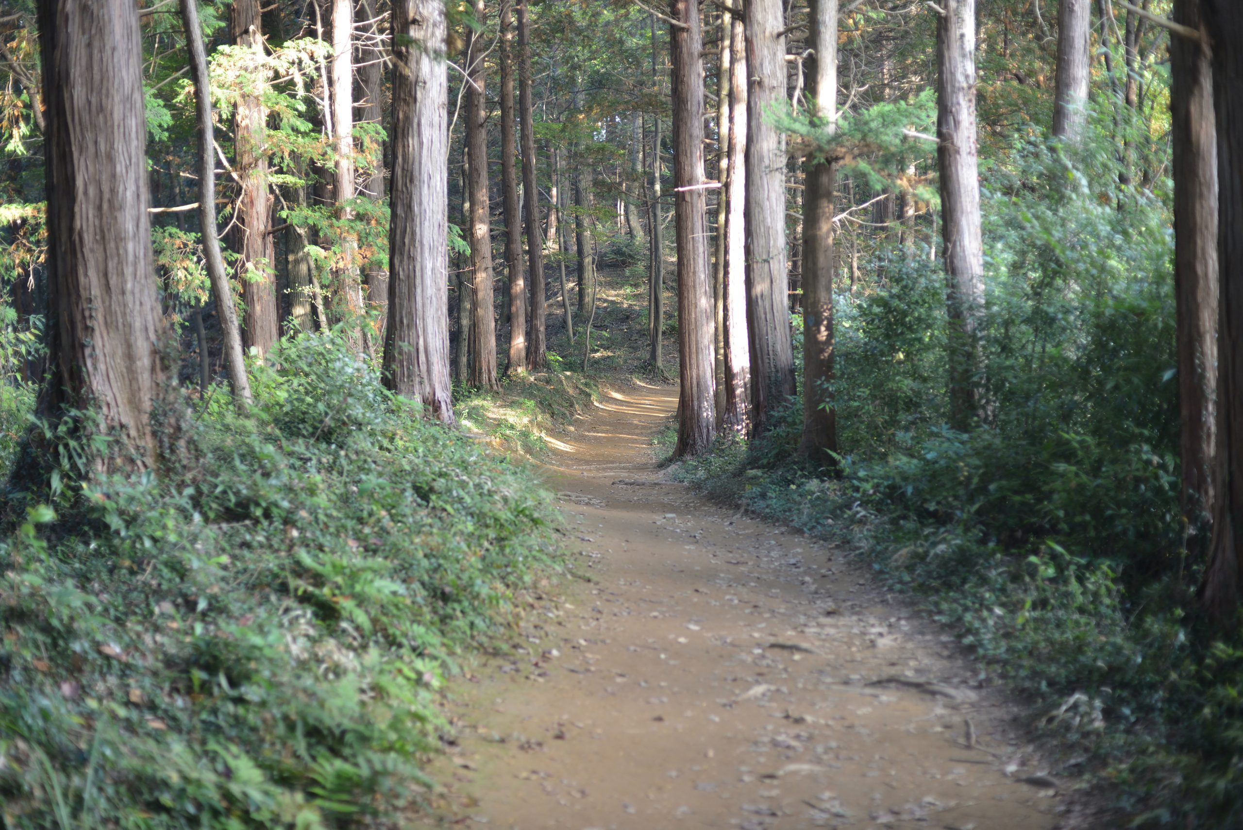 【Go To フォト】Nikonの望遠レンズで見た秋の景色