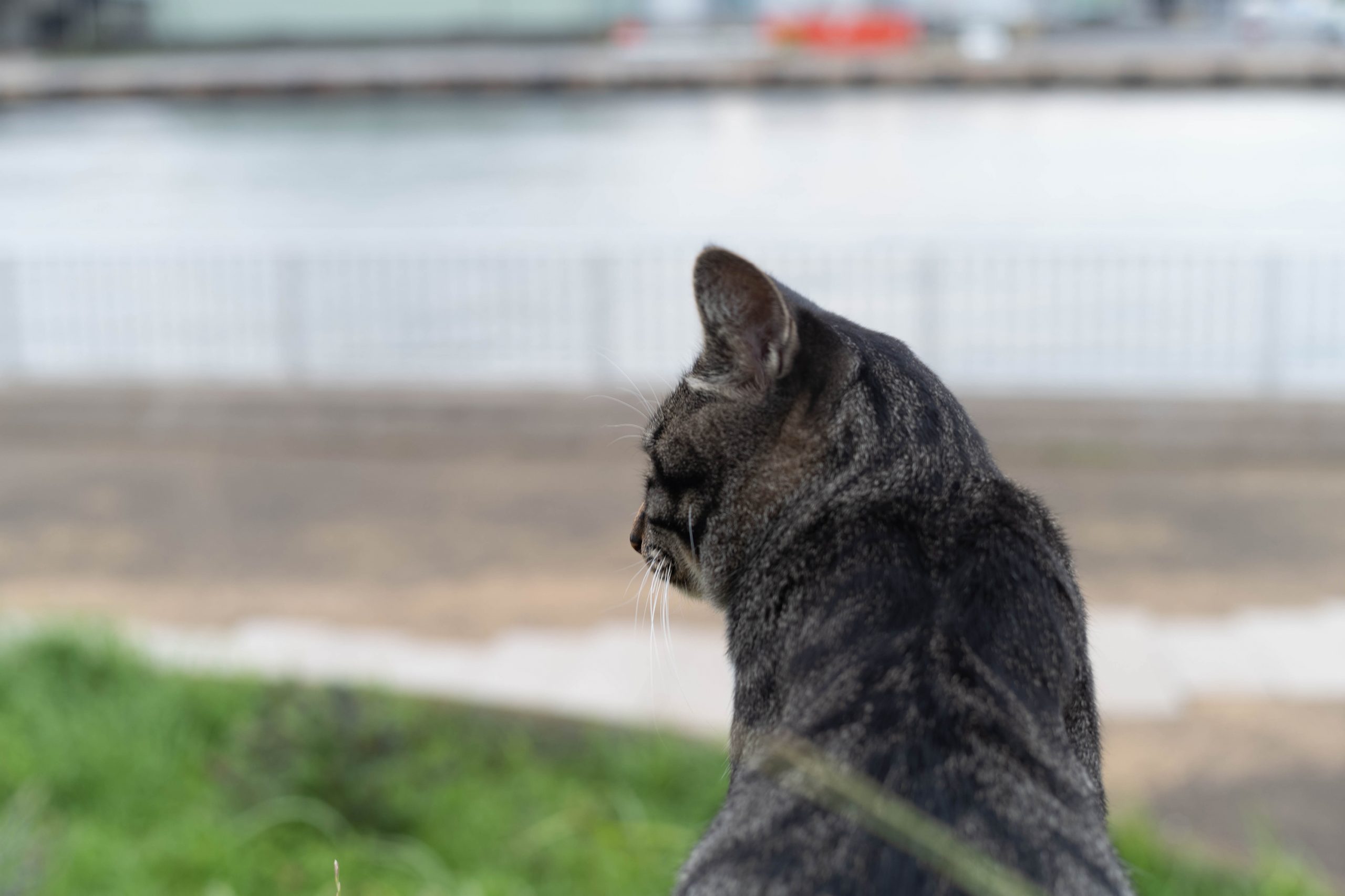 海を見下ろす猫