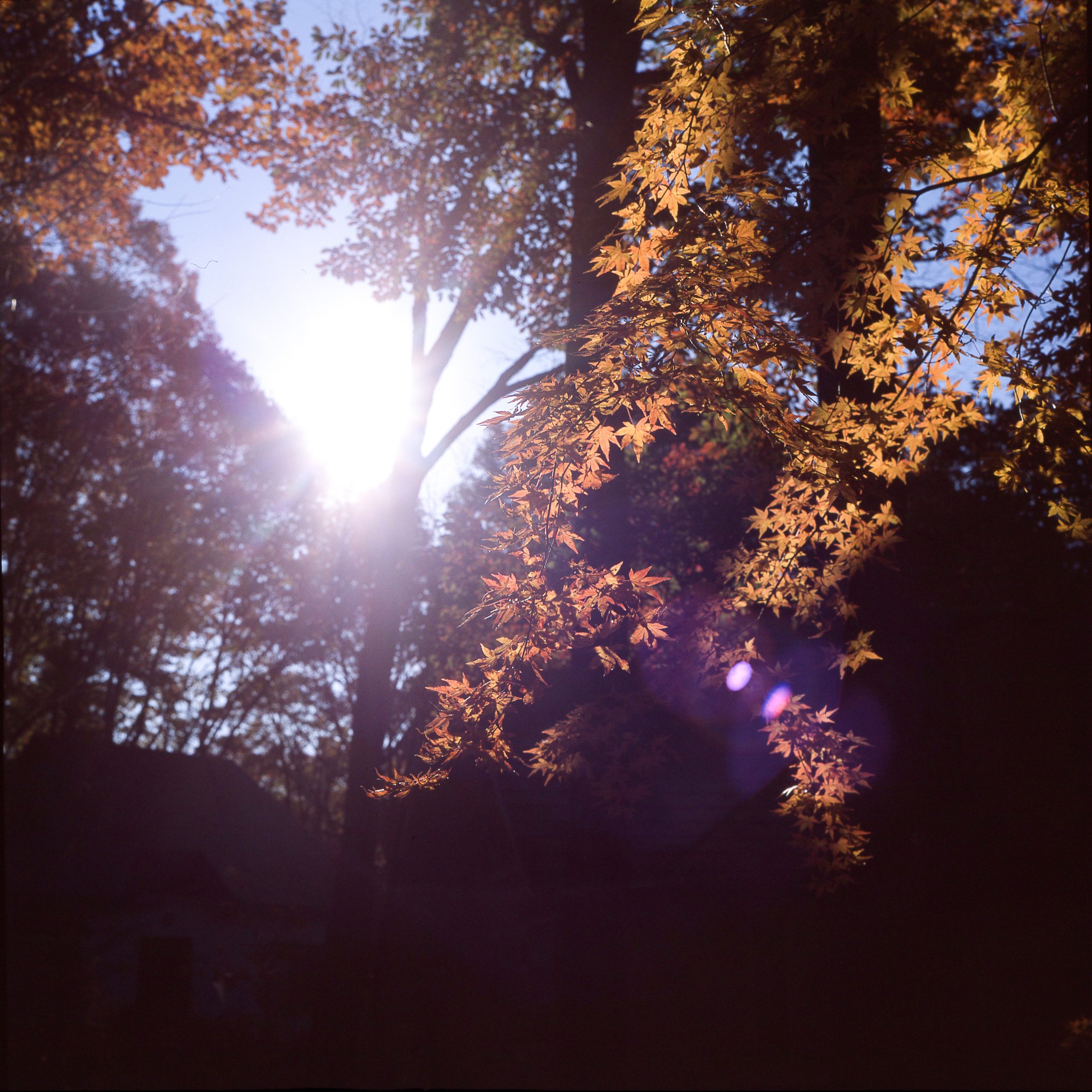 【Go To フォト】フィルムで紅葉と星を撮る【紅葉編】