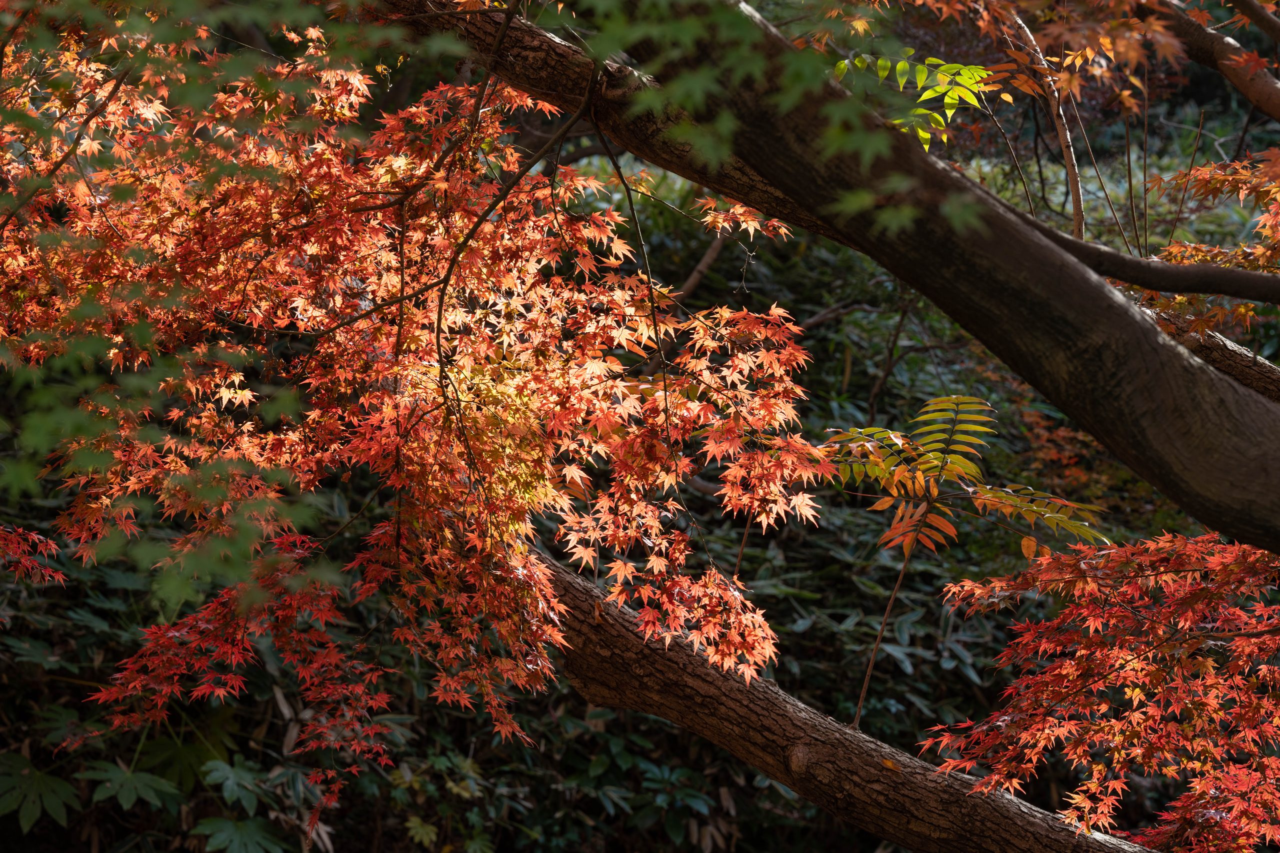 六義園の紅葉