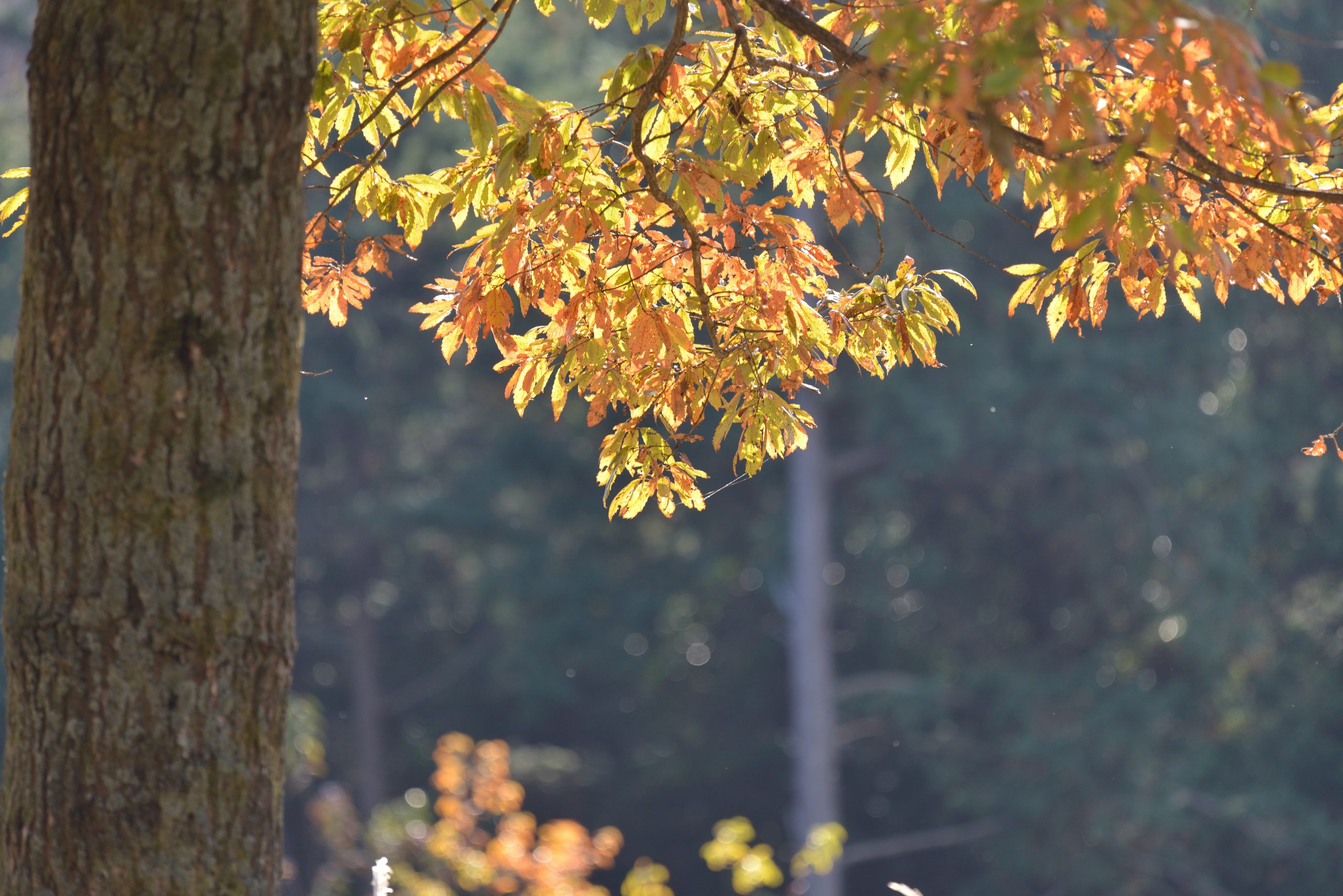【Nikon】望遠レンズで見た12月の風景