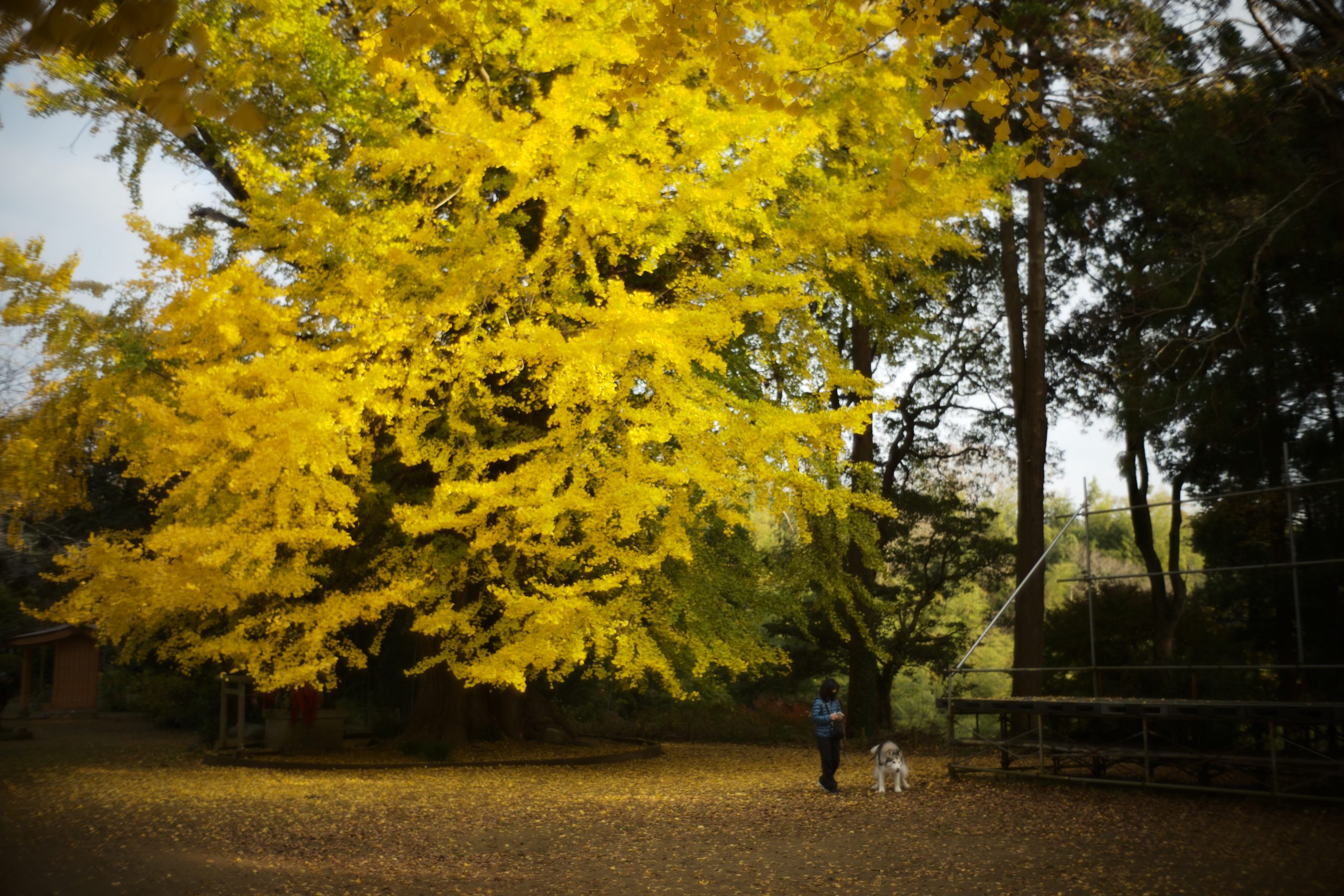【Leica】ズミルックスとノクティルックスで紅葉、夜景を撮る