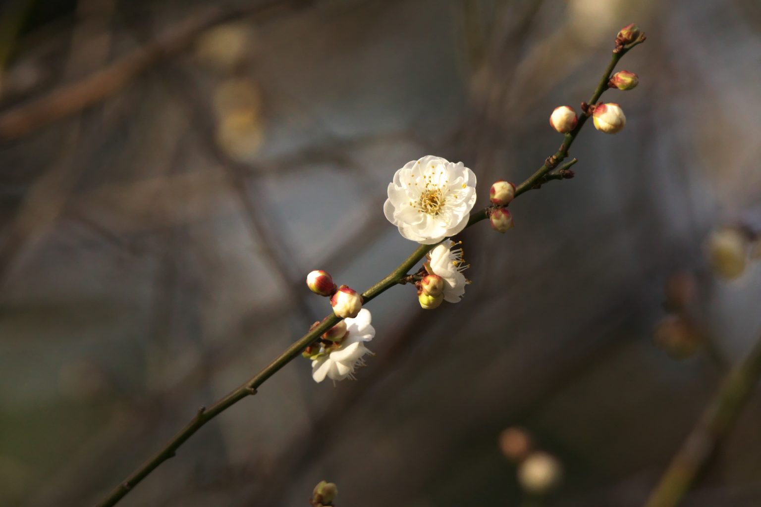 【SONY】この季節に咲く花（16）