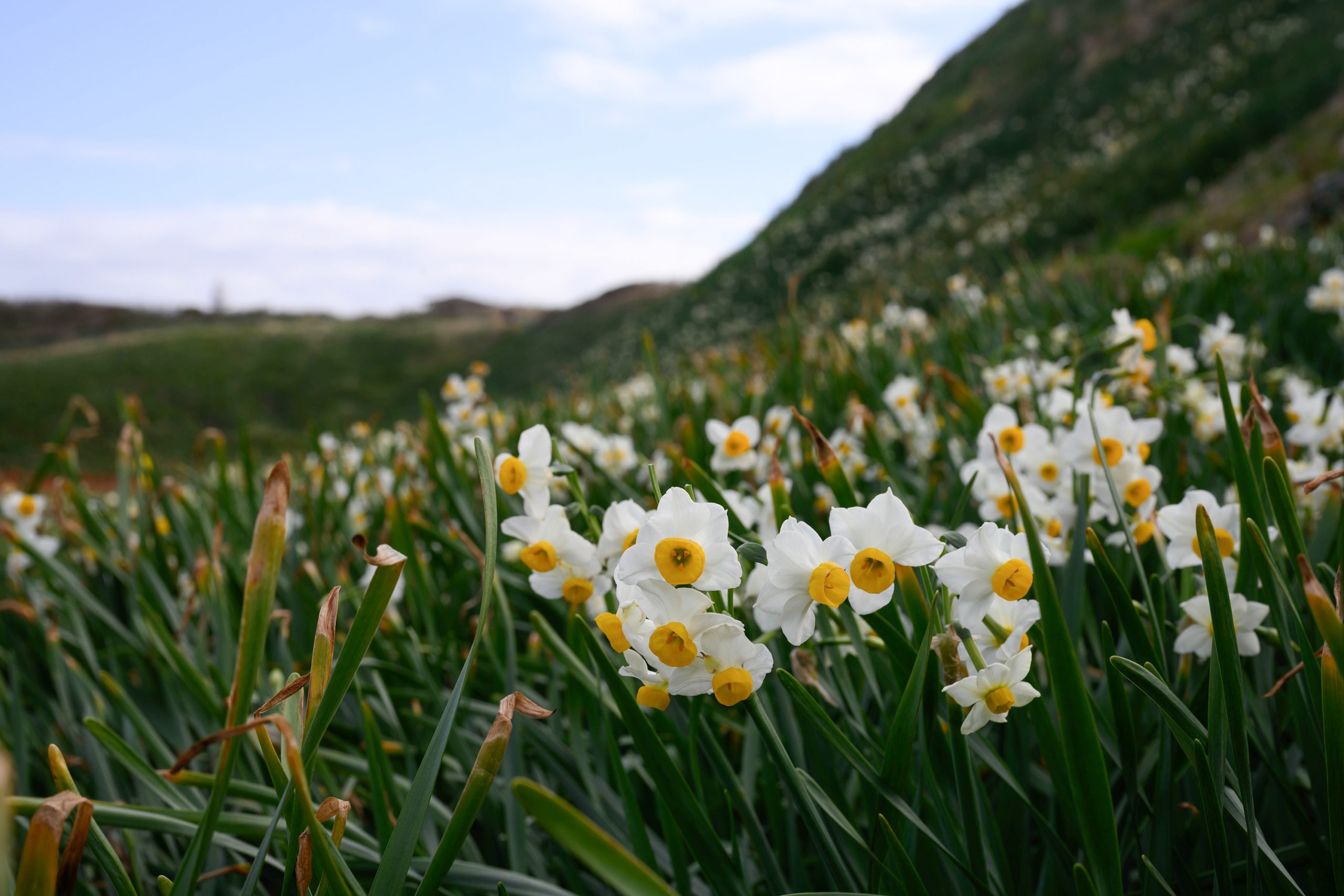 【Nikon】睦月の花の名所