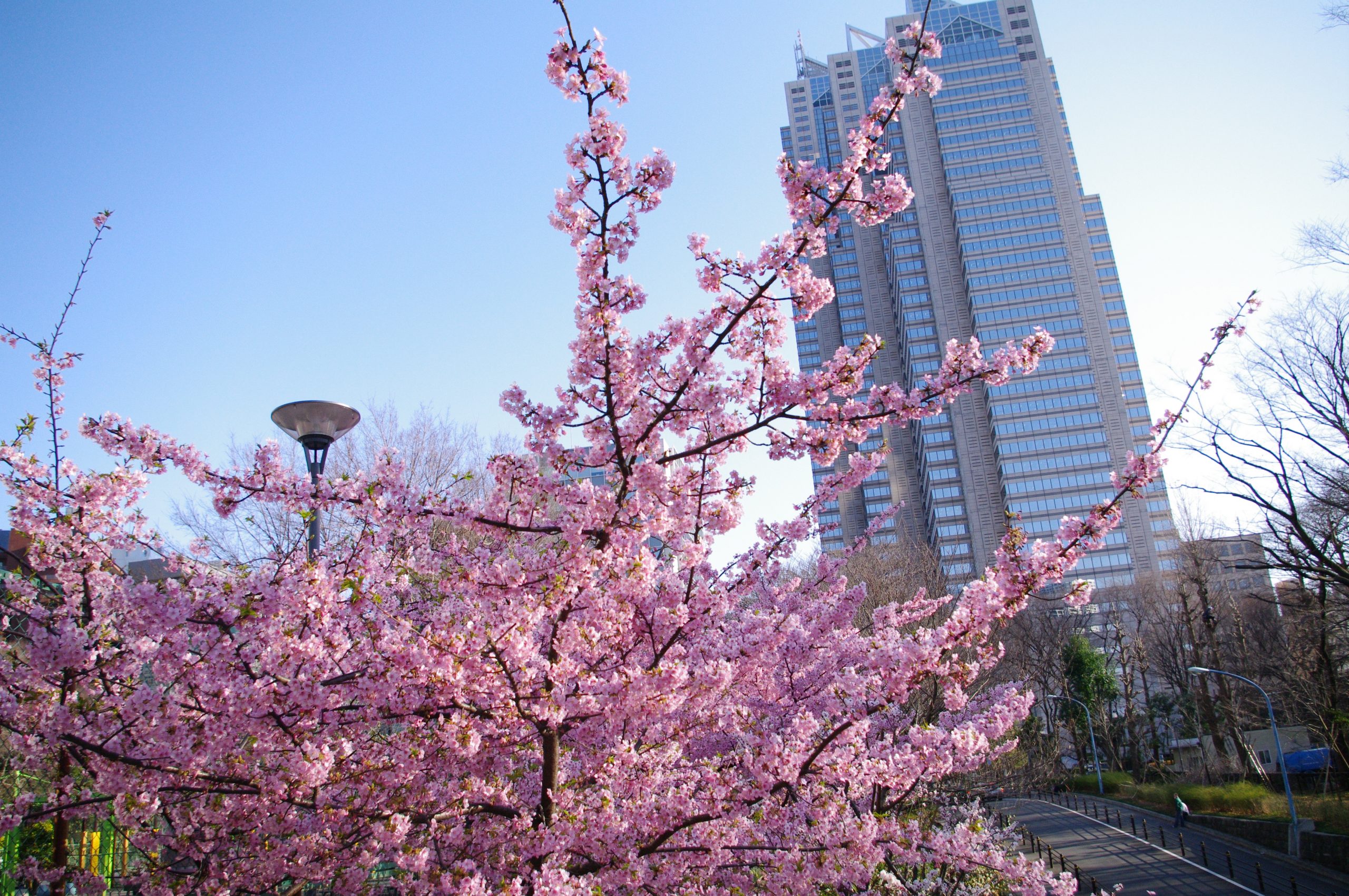 【PENTAX】愛機と行く新宿中央公園