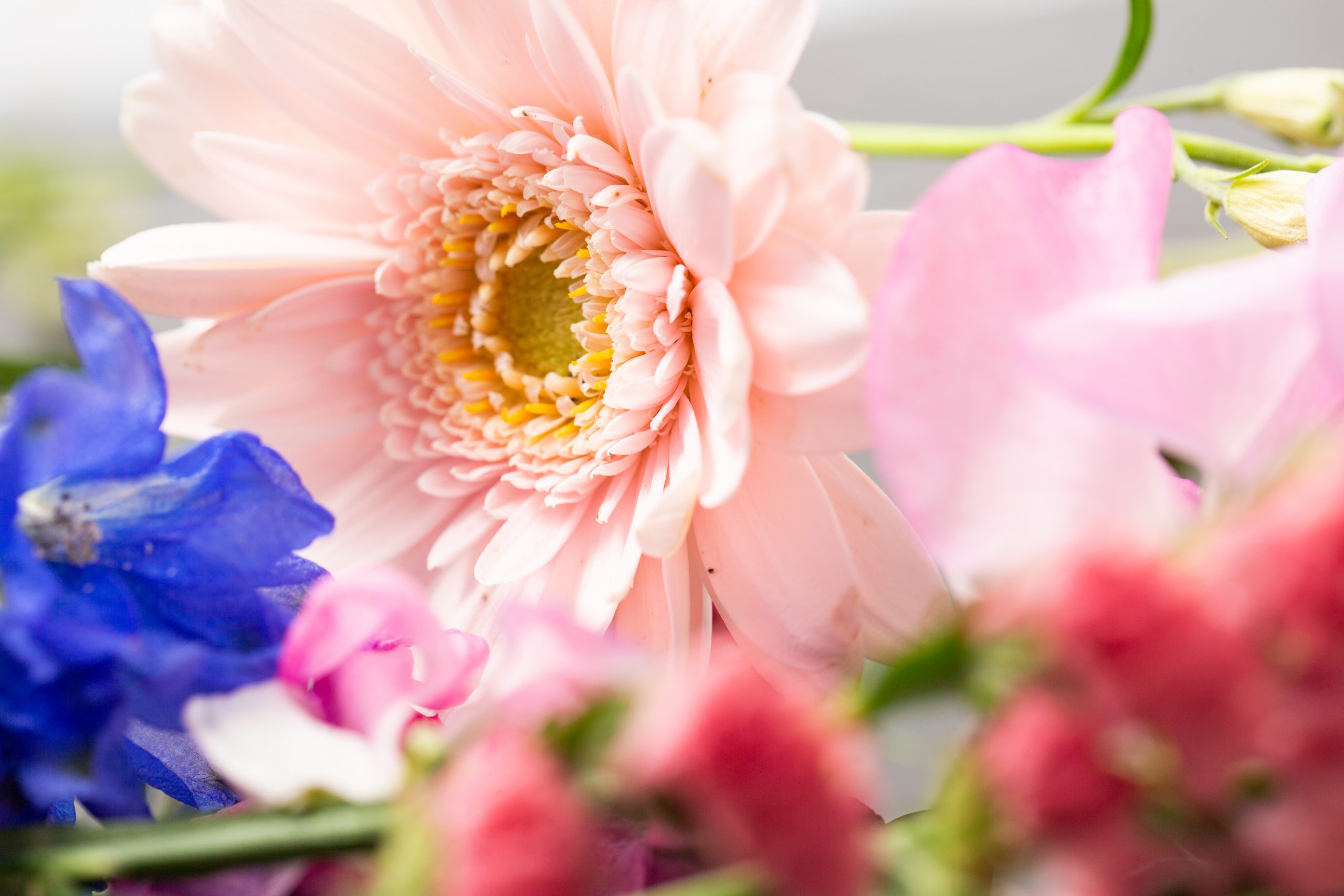 【Canon】マクロレンズと洋花