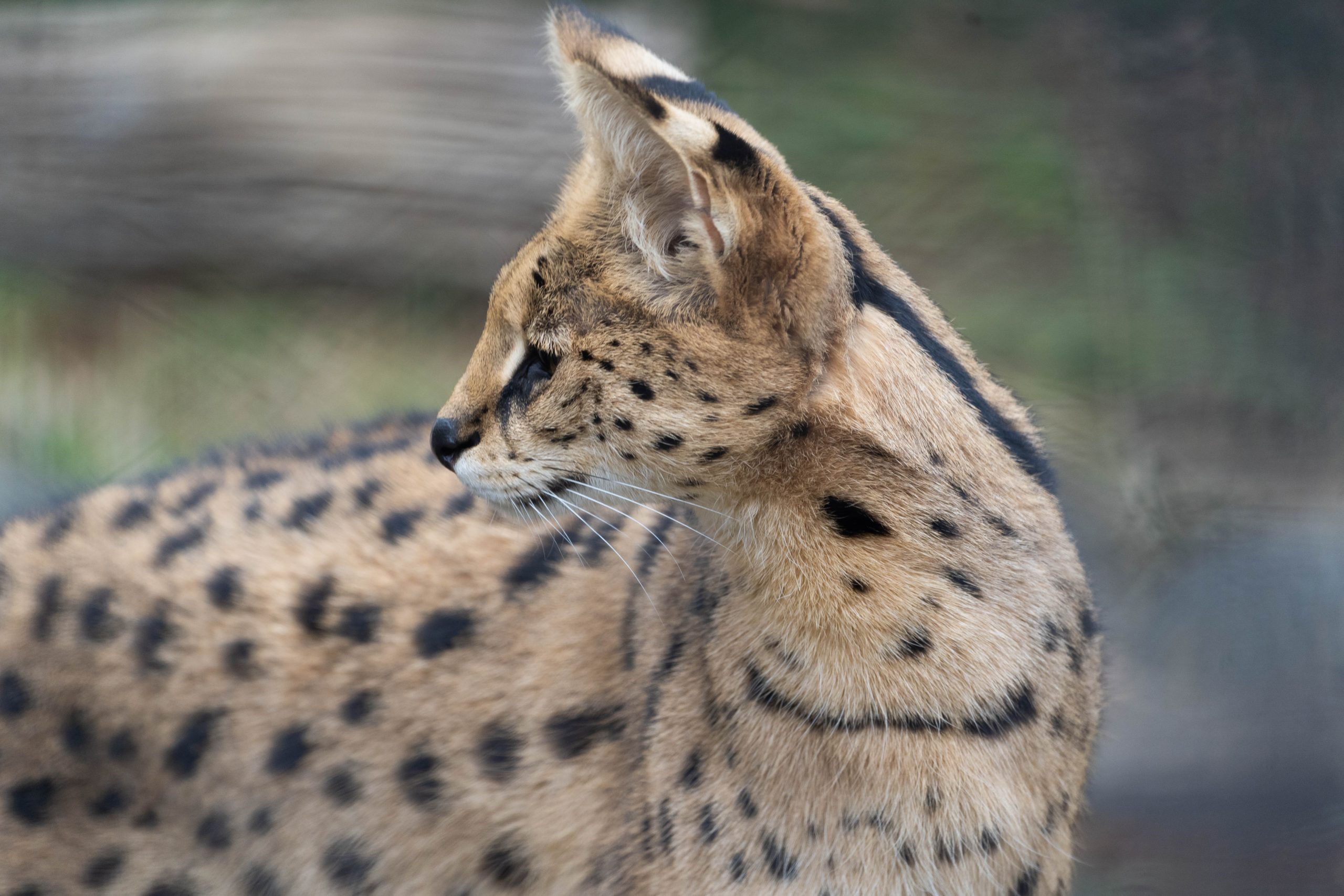 【SONY】100mm-400mmで望遠で動物撮影