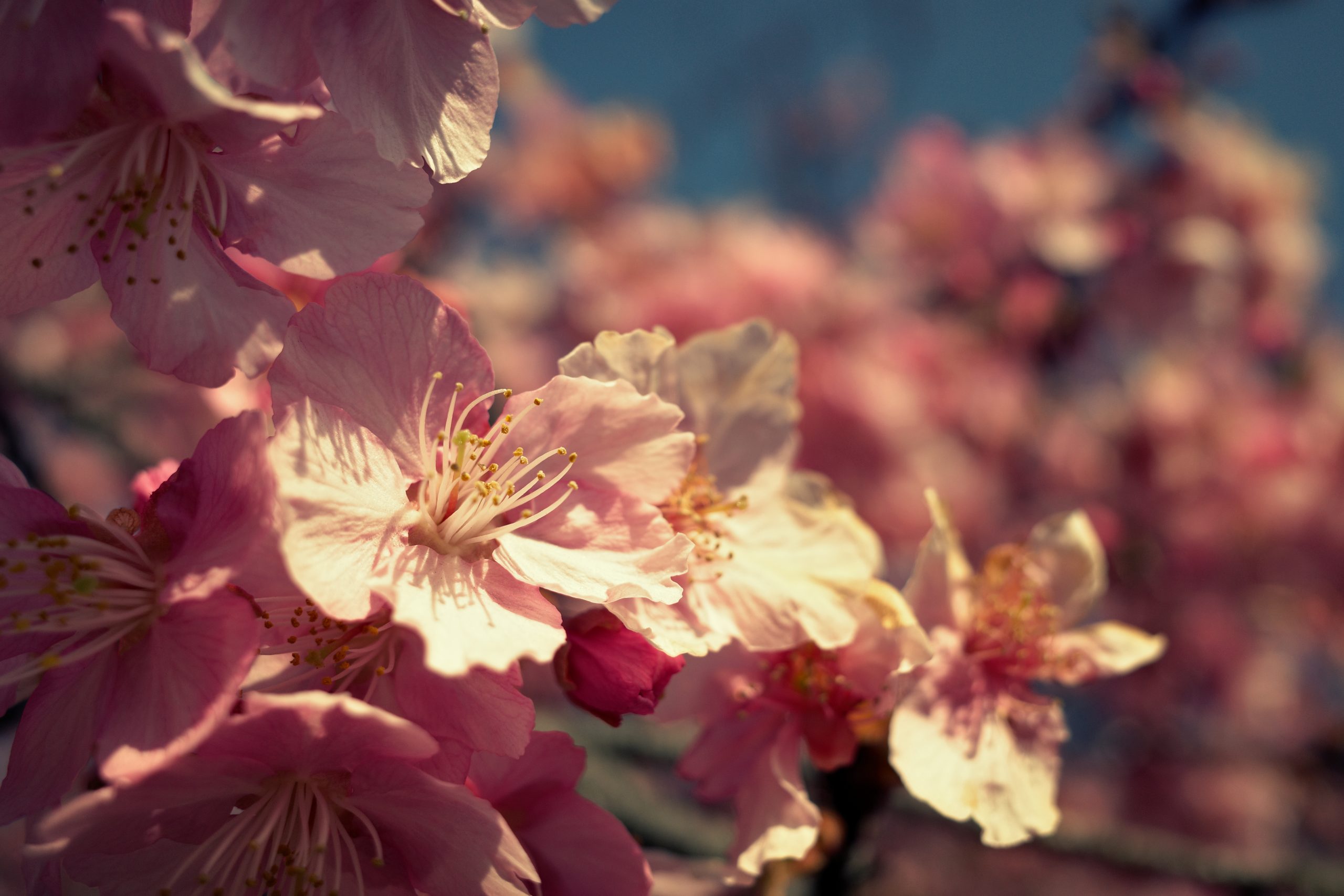 【RICOH】GR IIIで河津桜を撮る