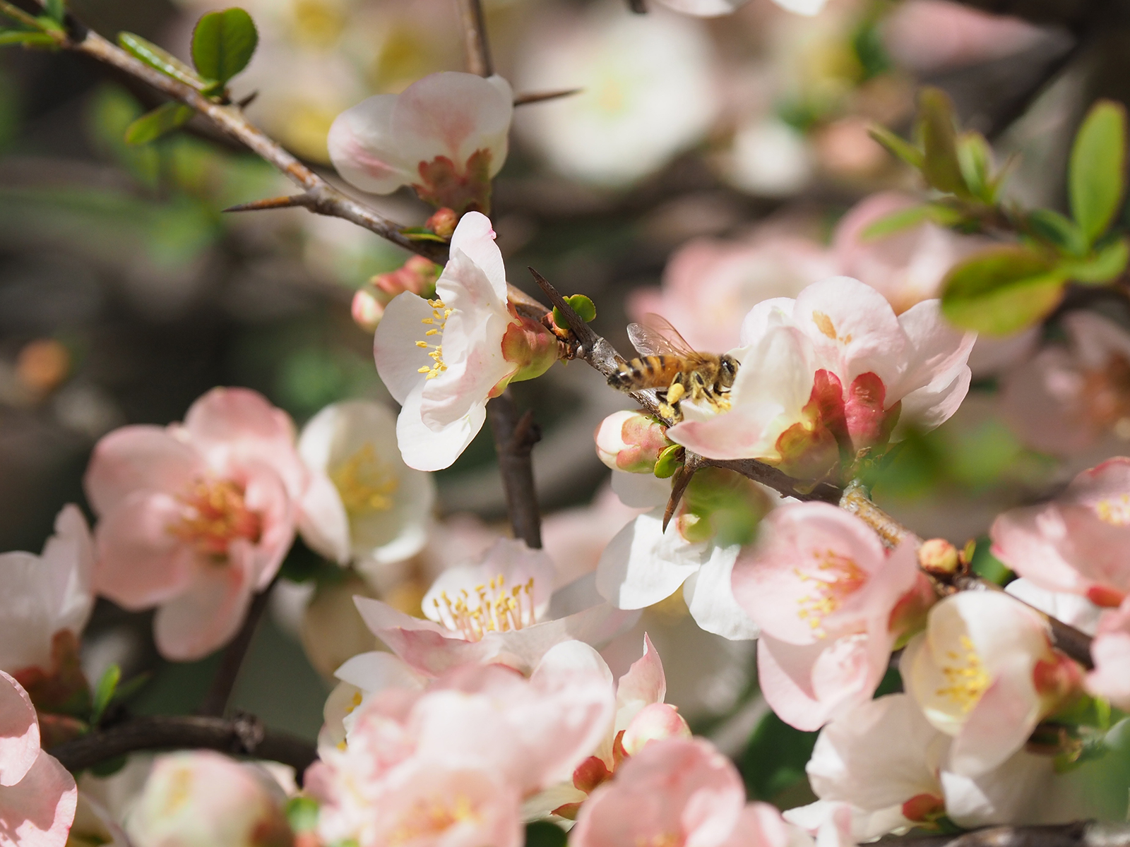 【OLYMPUS】OM-D E-M1 Mark IIで撮り歩き~in 石神井公園