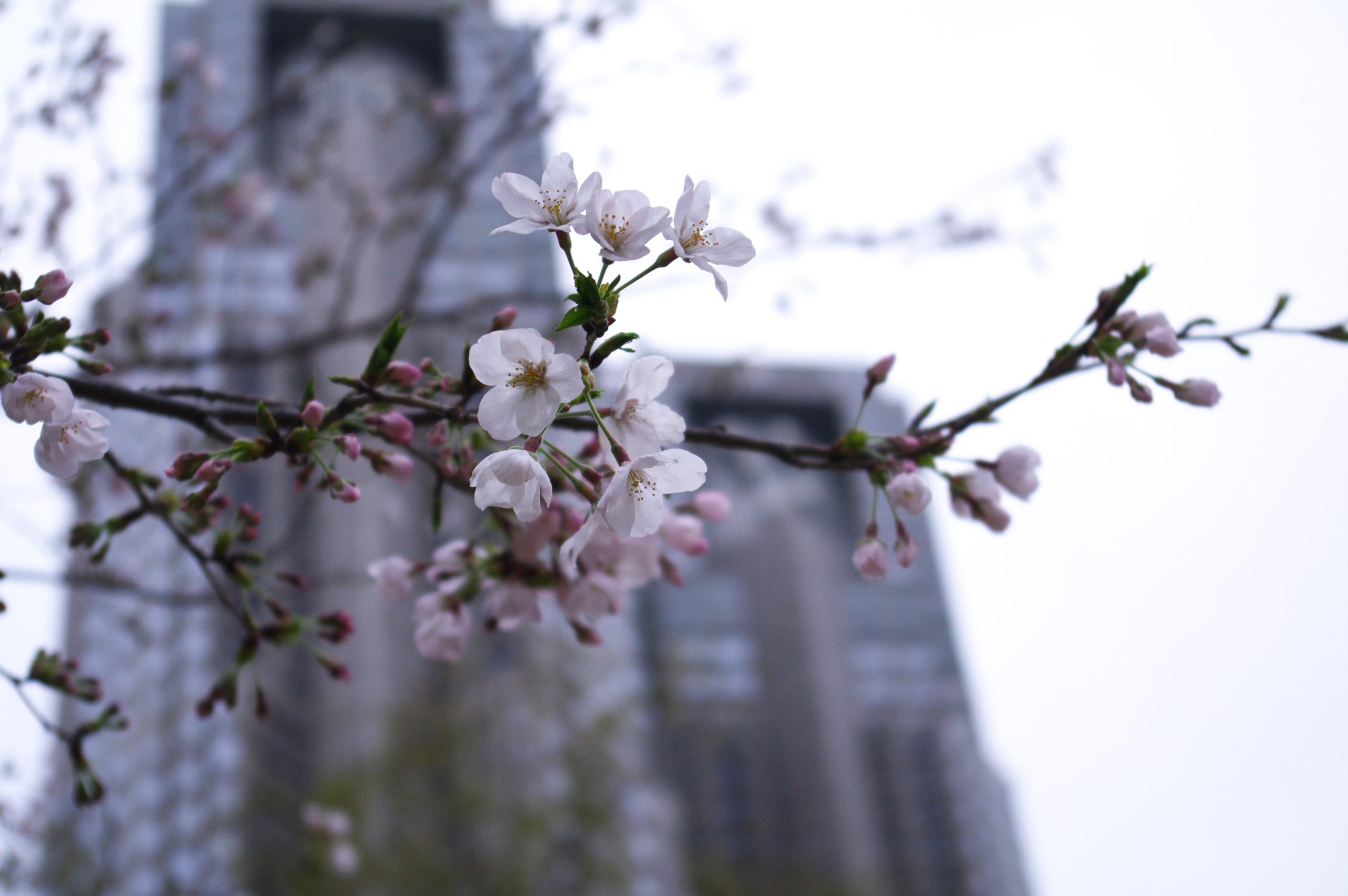 Pentax 新宿中央公園の桜 The Map Times