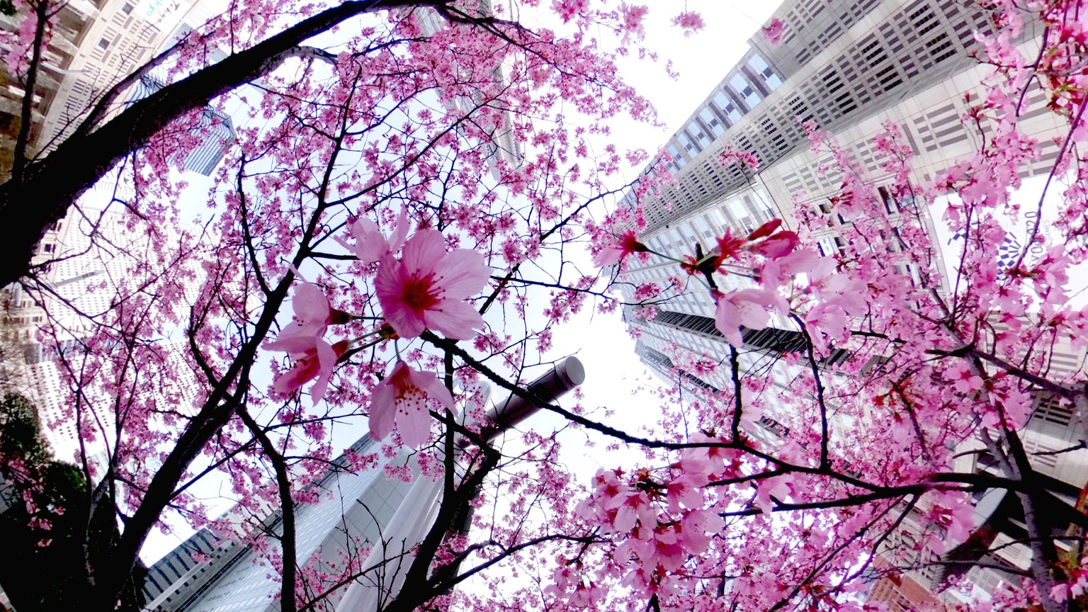 【RICOH】THETA Z1で開花宣言後の桜を撮ってくる