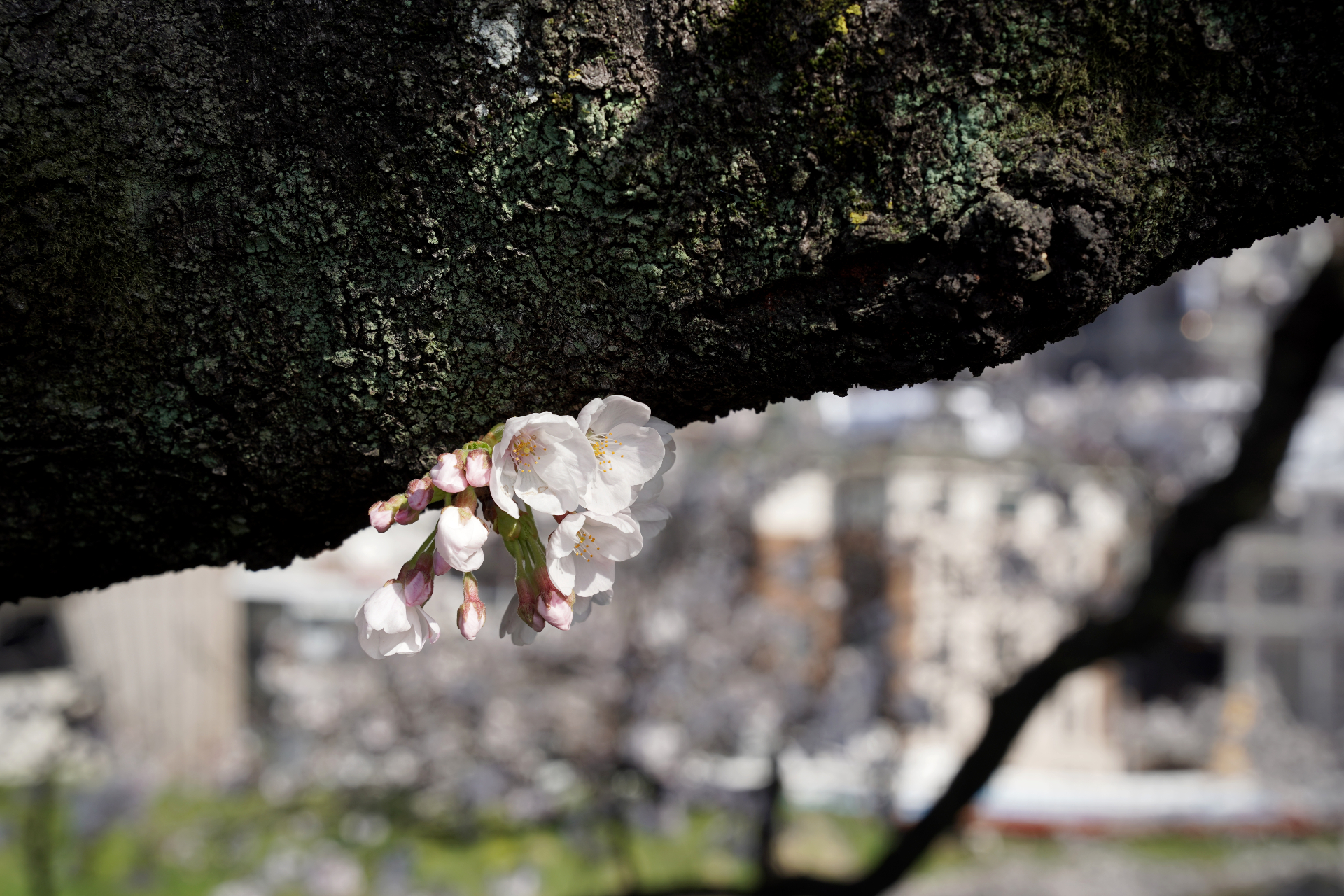 【SIGMA】Contemporary 65mm F2 DG DN と文化的な休日