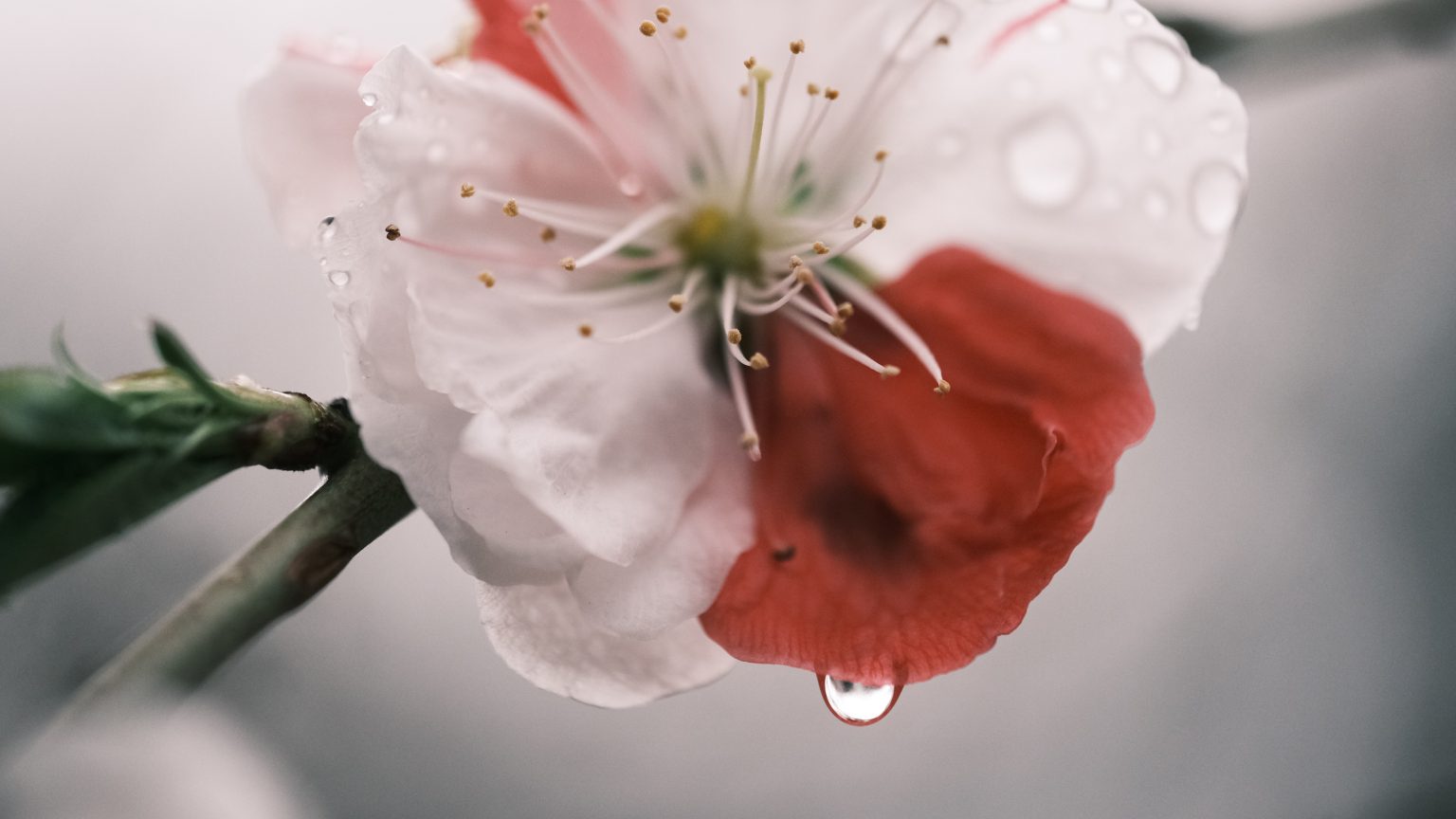 【FUJIFILM】曇り空と雨の日に撮る桜～XF80mm F2.8 R LM OIS WR Macro～