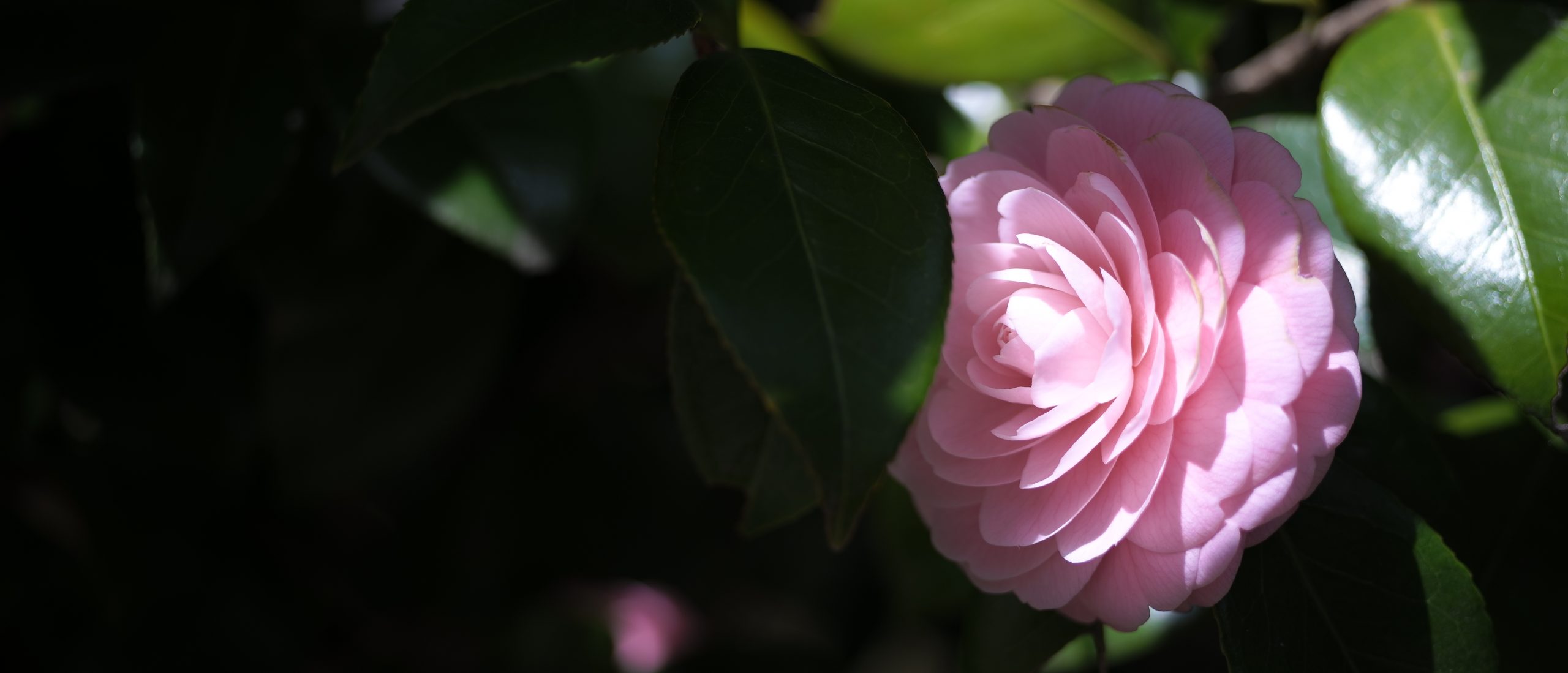 【SIGMA】fpとHELIAR 50mm F3.5 Vintage Line VM