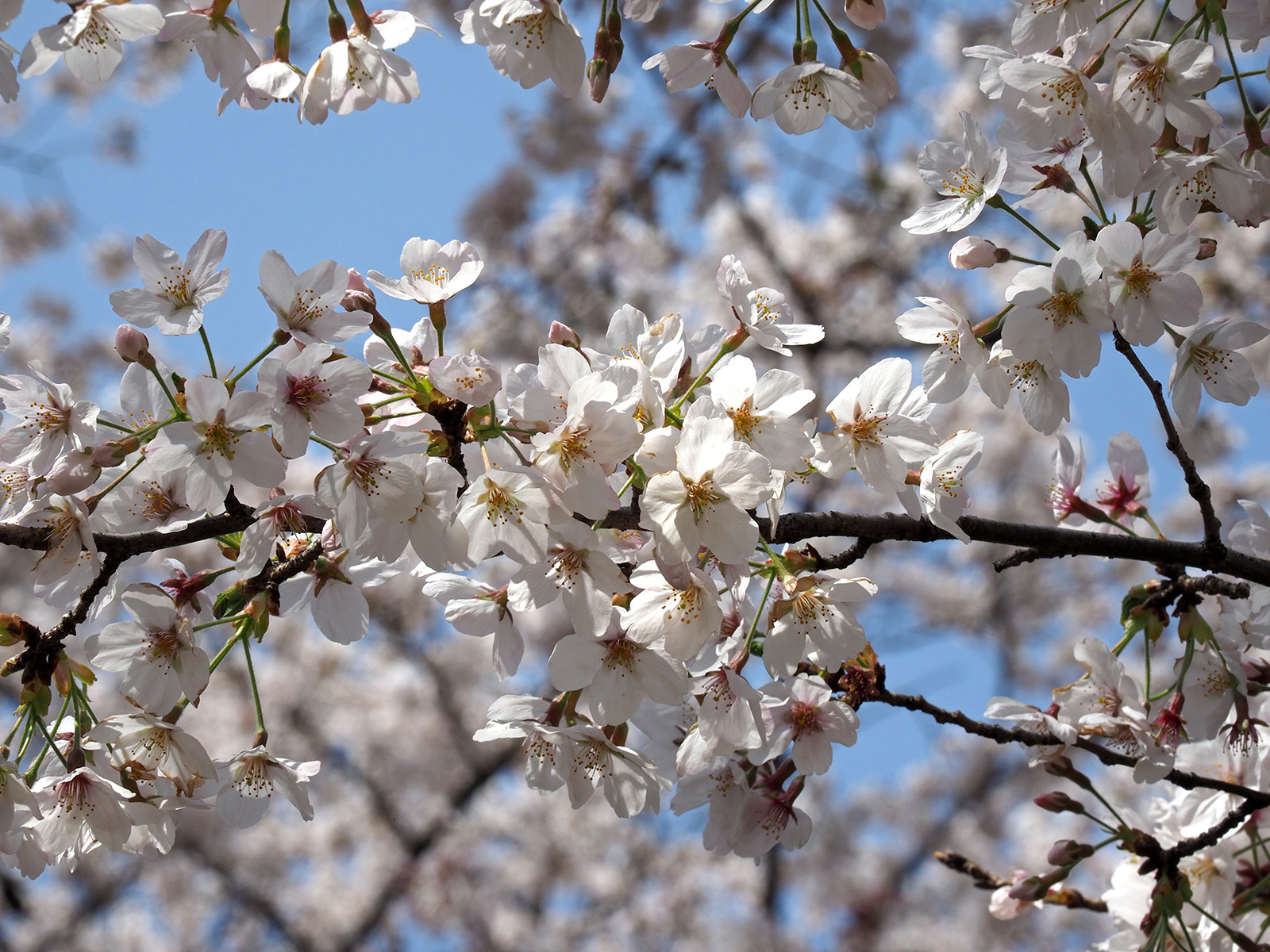 OOM-D E-M1 Mark IIで撮り歩き～in 石神井公園～桜編