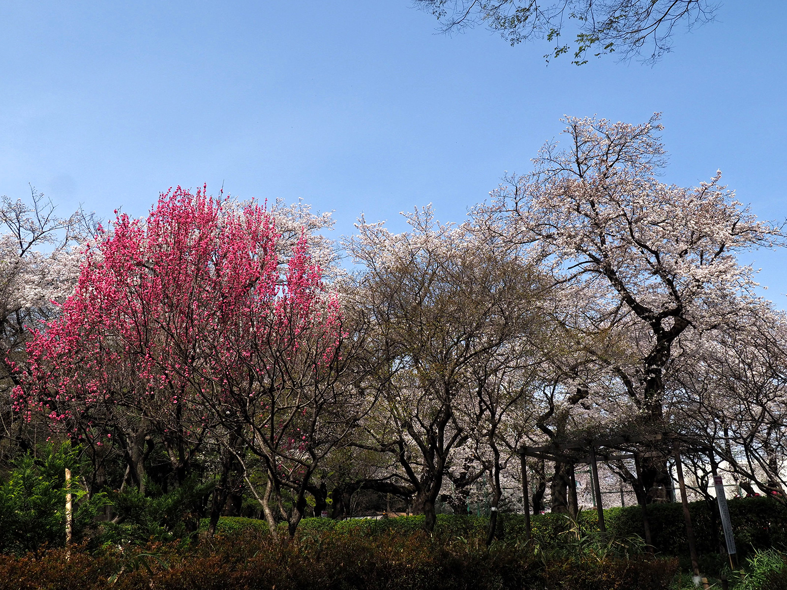 OM-D E-M1 Mark IIで撮り歩き～in 石神井公園～桜編