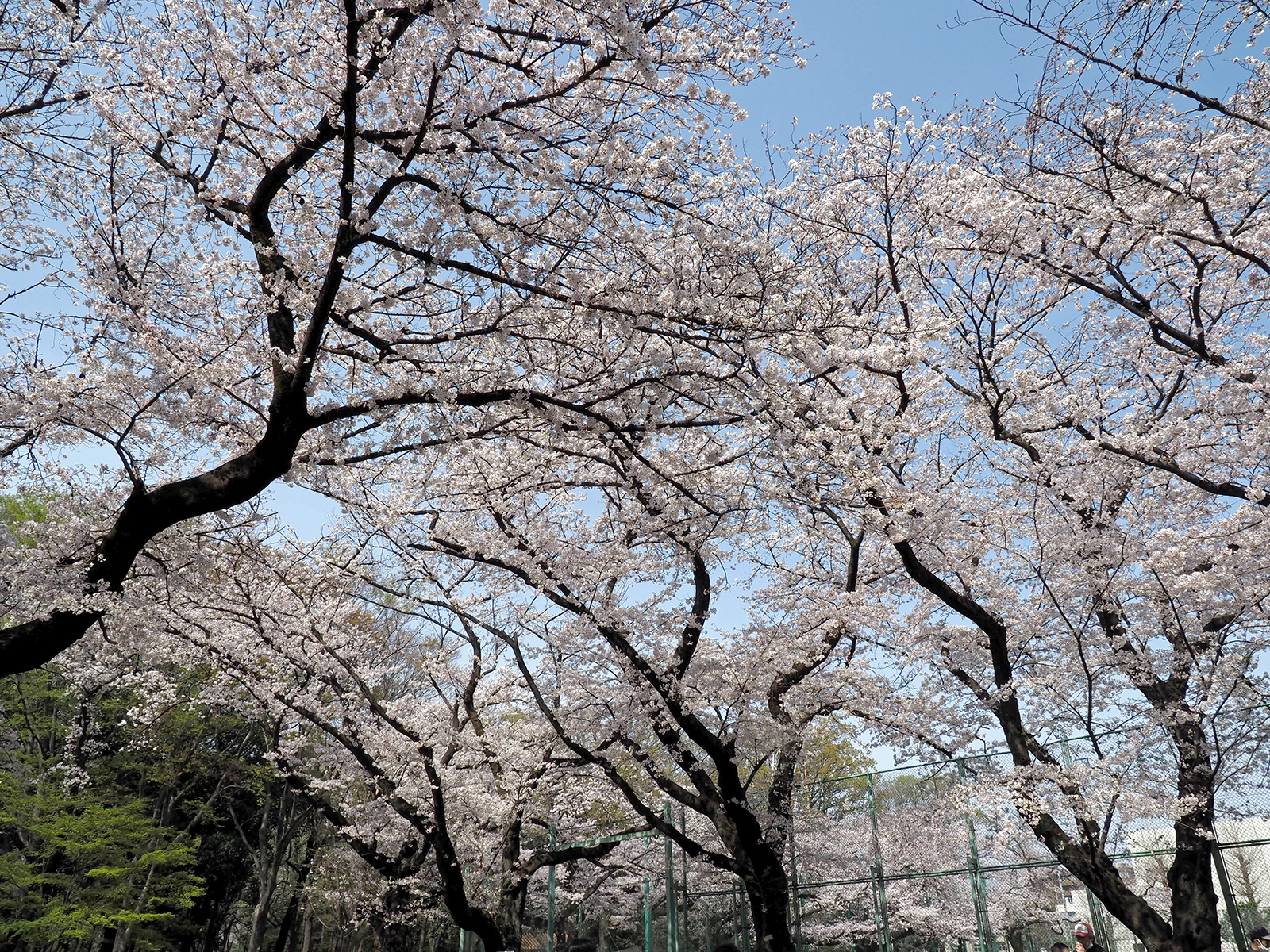 OM-D E-M1 Mark IIで撮り歩き～in 石神井公園～桜編