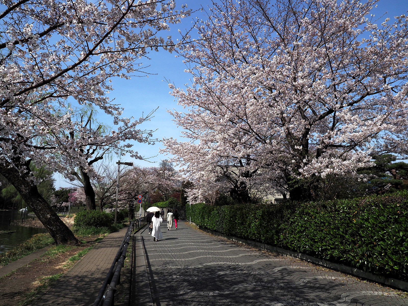 OM-D E-M1 Mark IIで撮り歩き～in 石神井公園～桜編