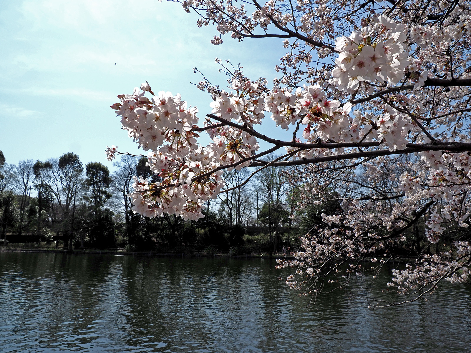 OM-D E-M1 Mark IIで撮り歩き～in 石神井公園～桜編