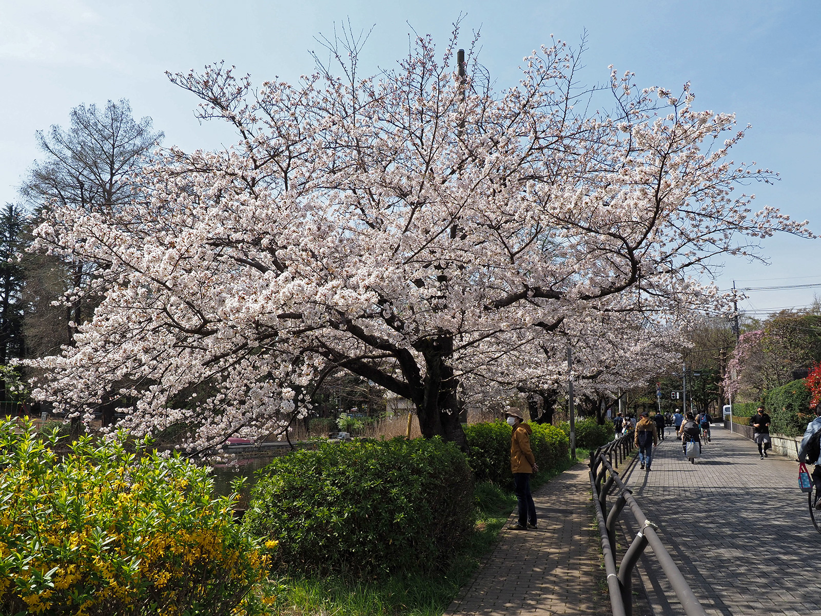 OM-D E-M1 Mark IIで撮り歩き～in 石神井公園～桜編