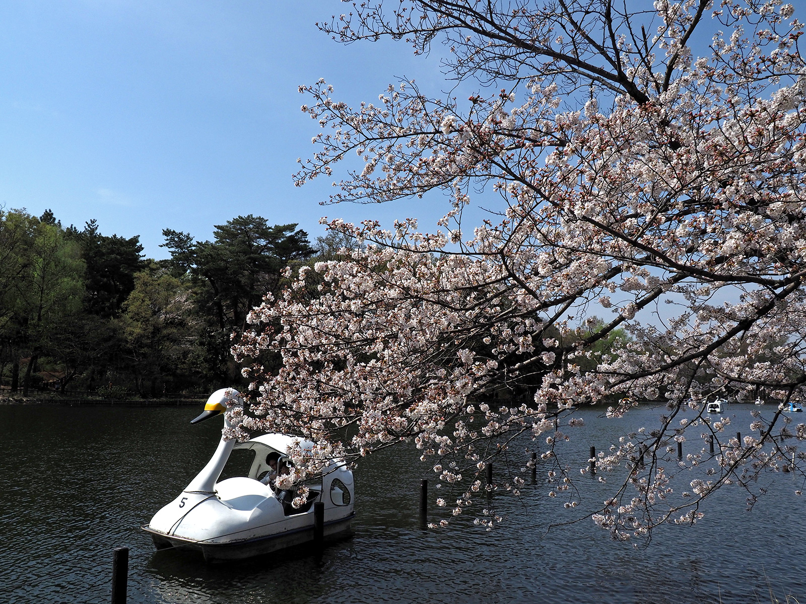 OM-D E-M1 Mark IIで撮り歩き～in 石神井公園～桜編