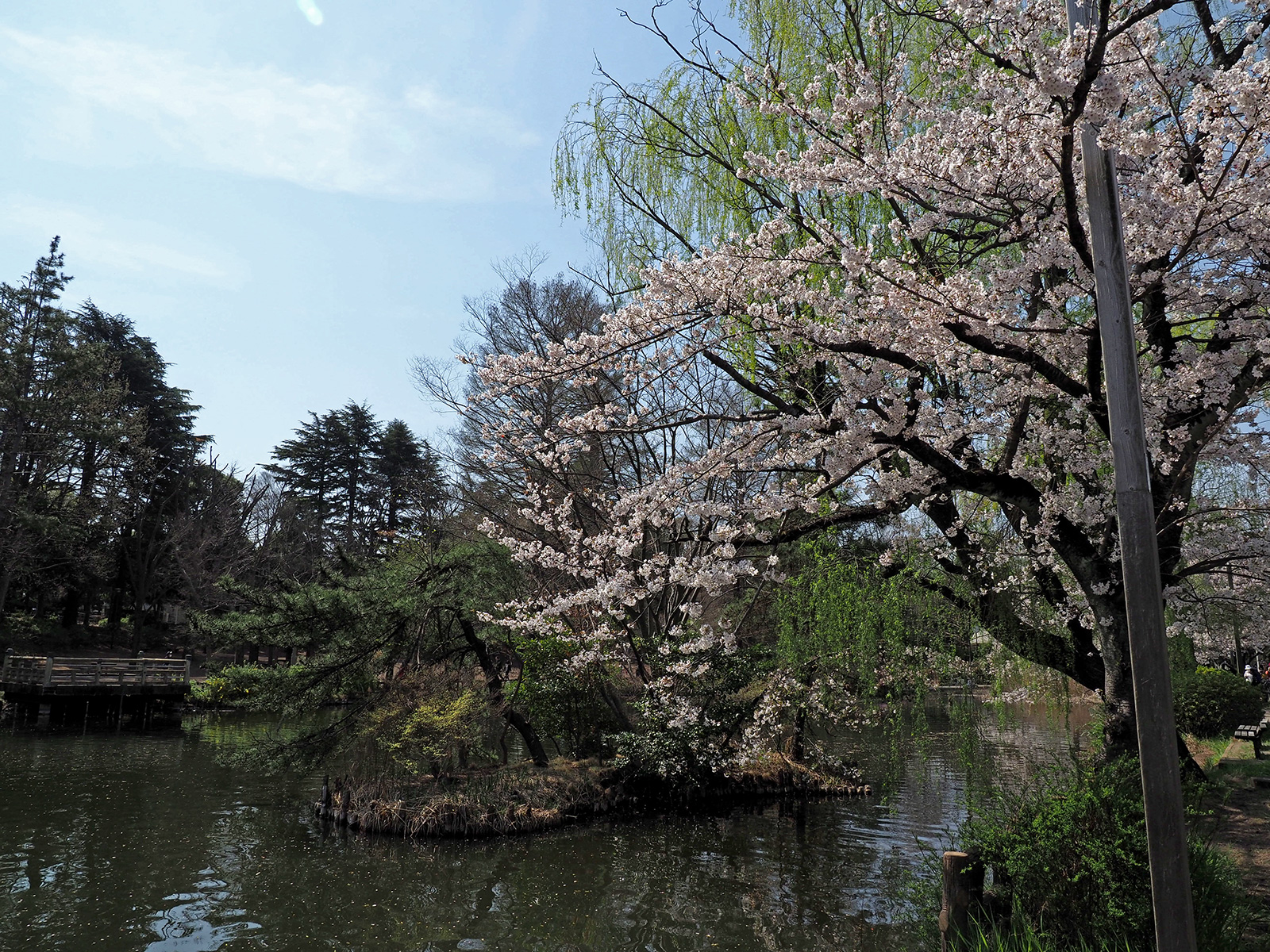 【OLYMPUS】OM-D E-M1 Mark IIで撮り歩き in 石神井公園~桜編