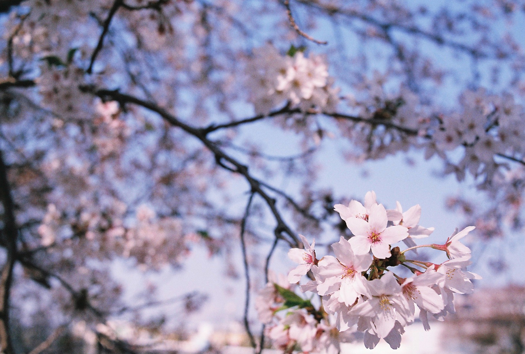【Nikon】F3と過ごした今年の春