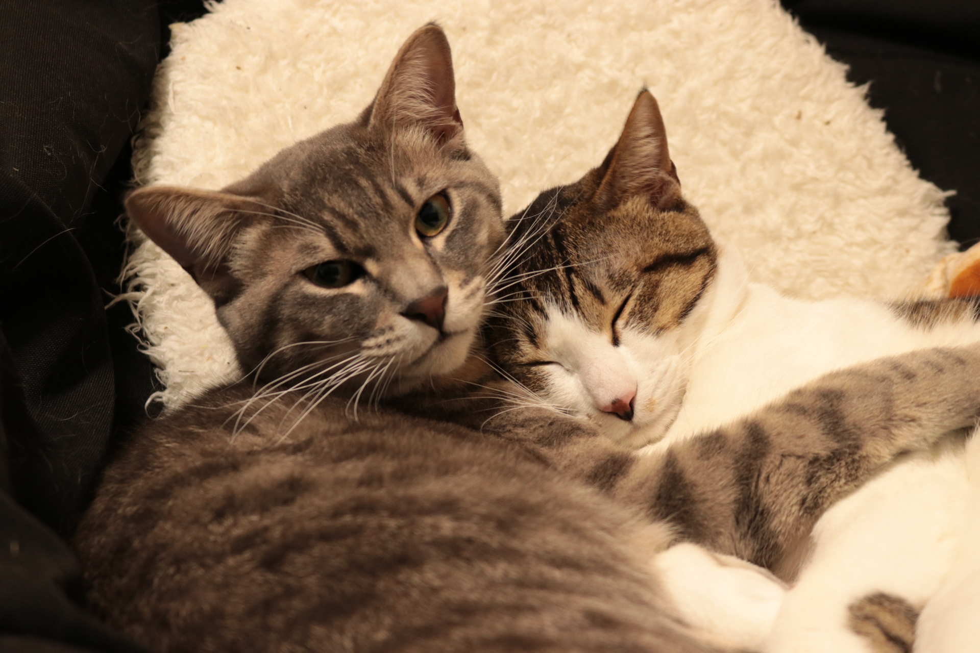 【Canon】EOS 5D Mark IIIで撮影した猫の写真を眺める