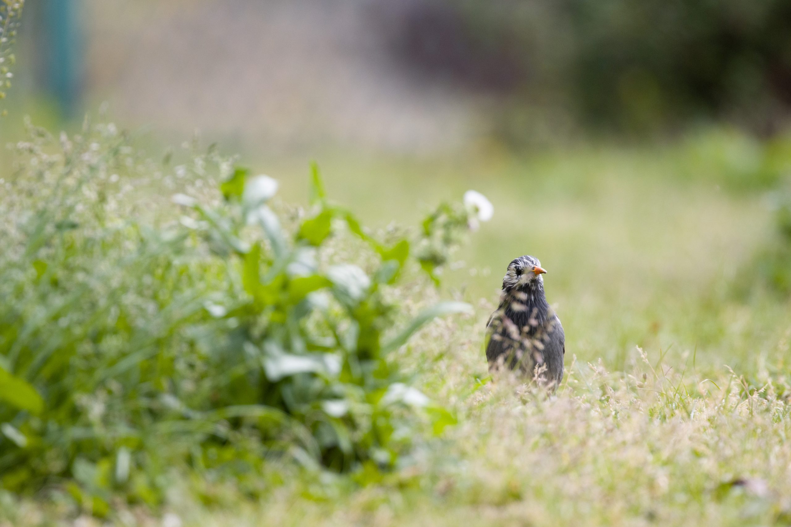 【Canon】EOS 90DとEF100-400mm F4.5-5.6L IS II USM