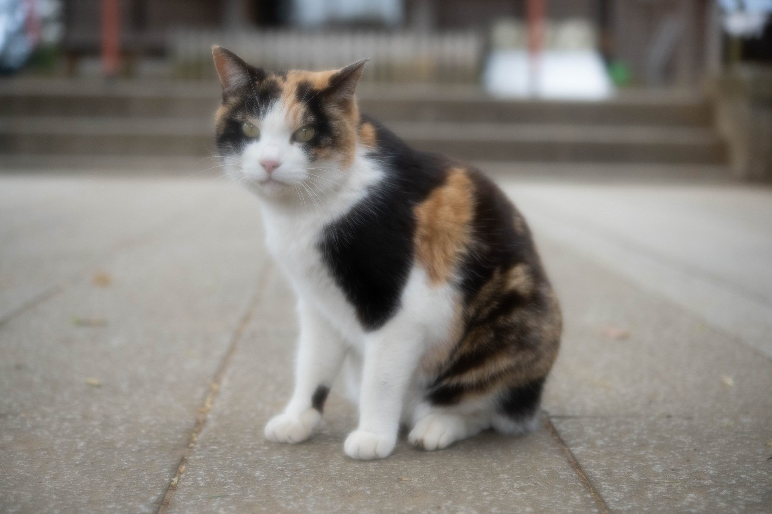 神社の猫