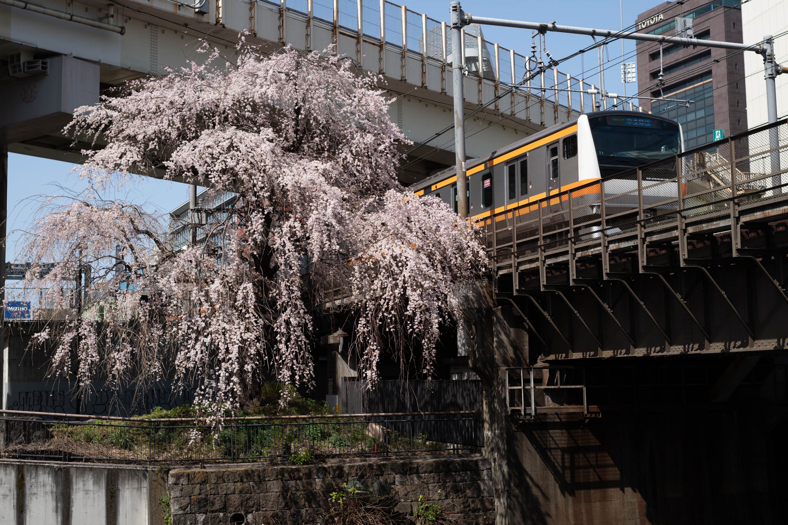 日本橋川の枝垂れ桜