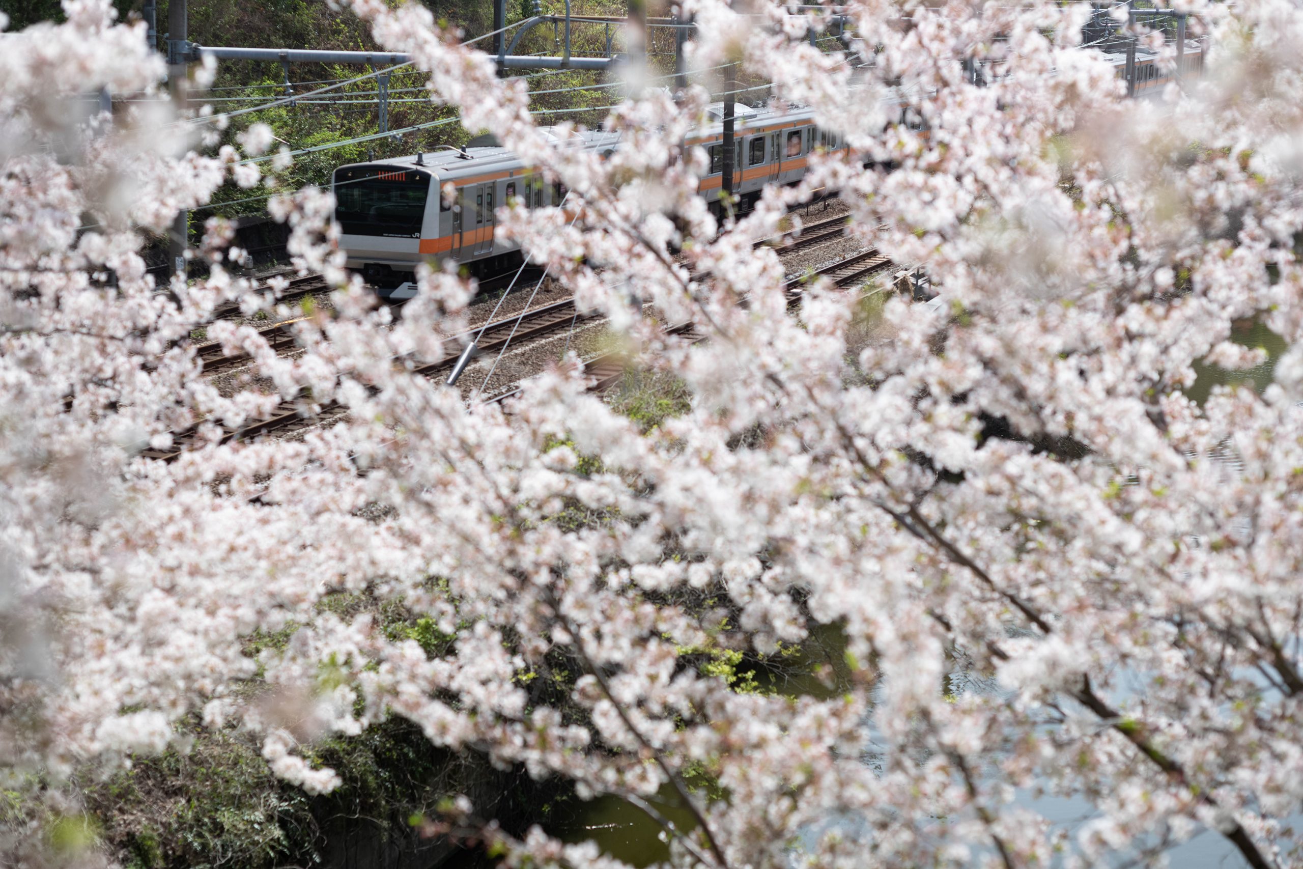 外堀の桜