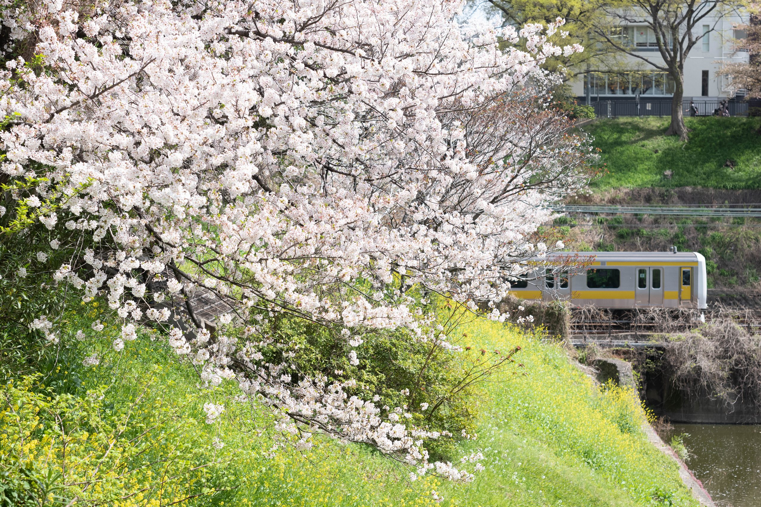 新見附橋の桜