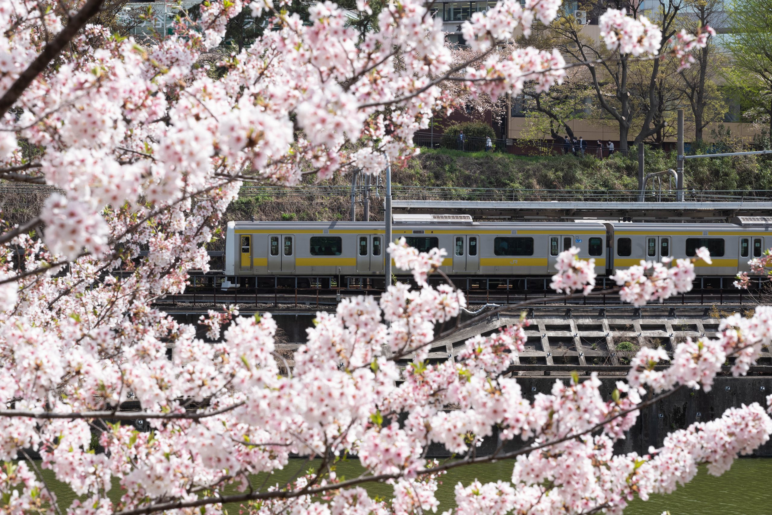 【Leica】車窓から見る桜