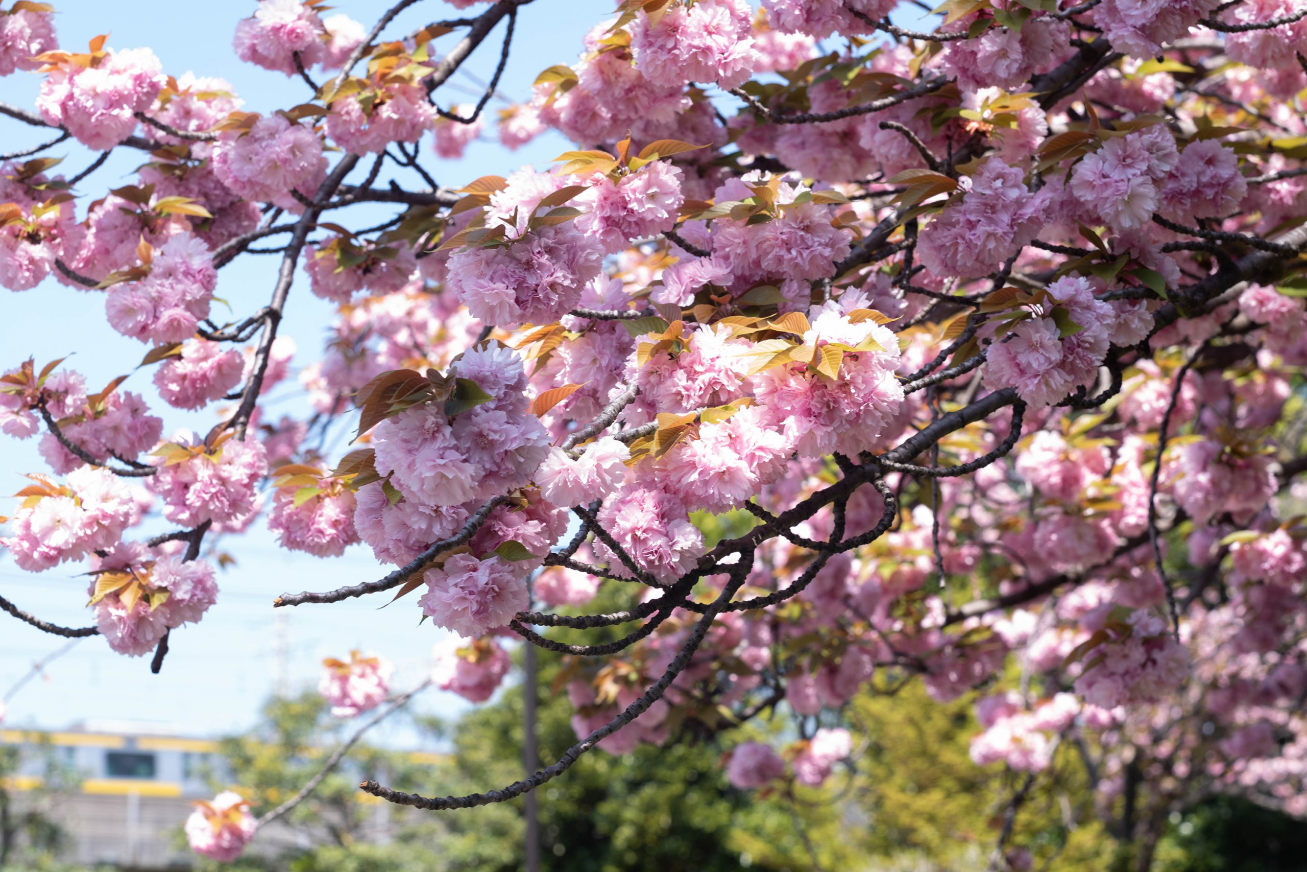 亀戸中央公園の八重桜