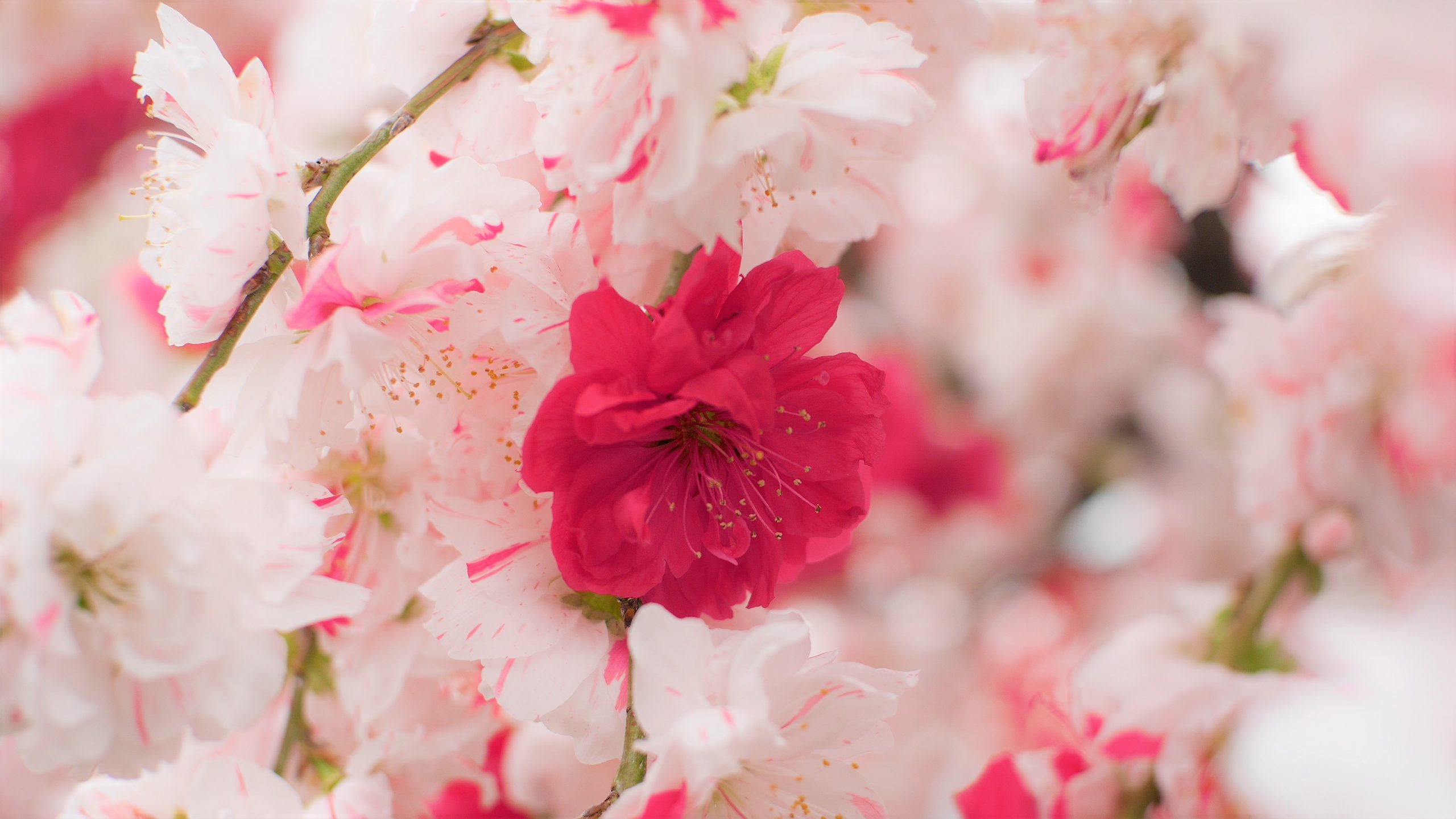 【Panasonic】僕の旅レンズ「七工匠 7artisans 25mm F1.8」
